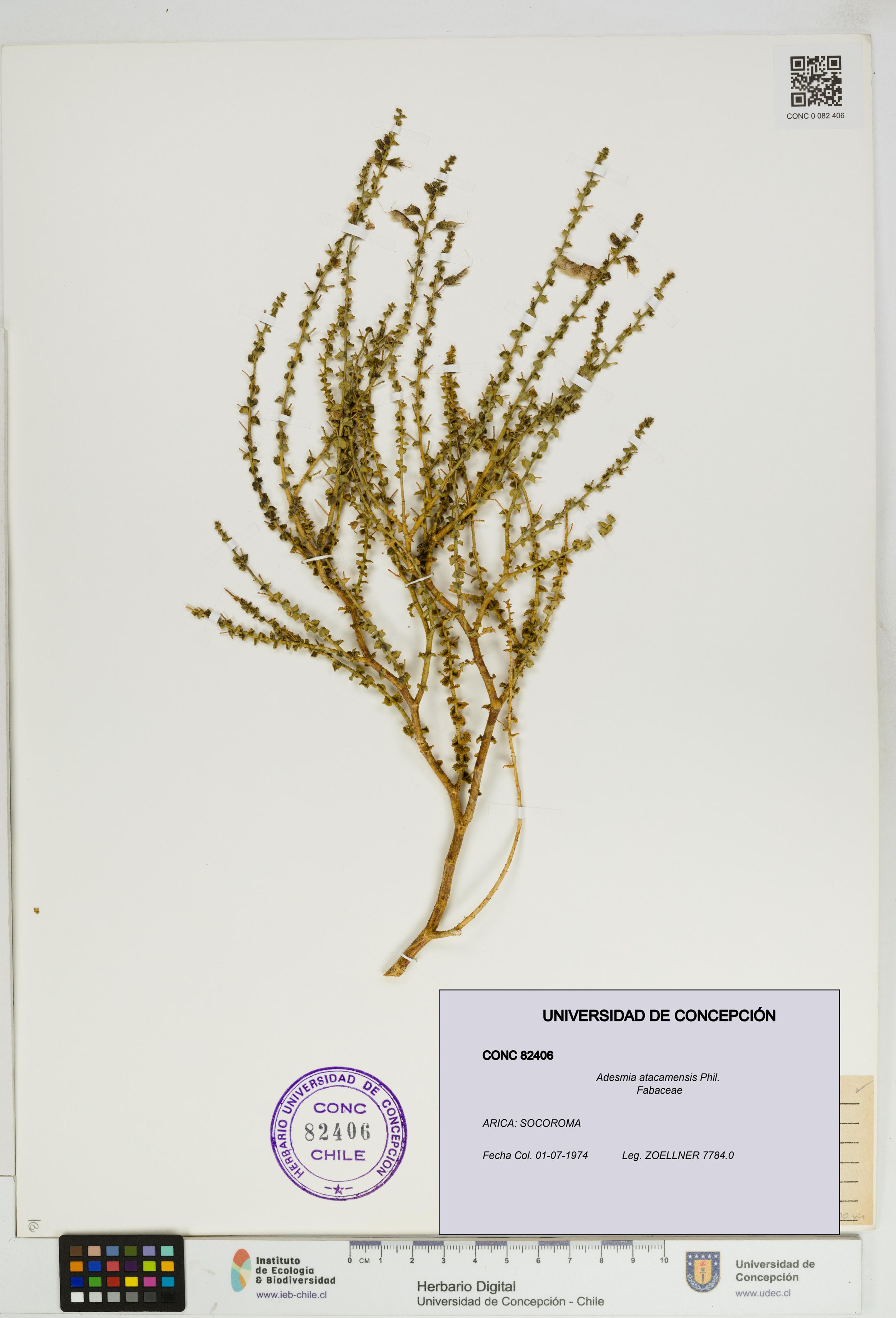 Adesmia atacamensis [Espécimen: ]