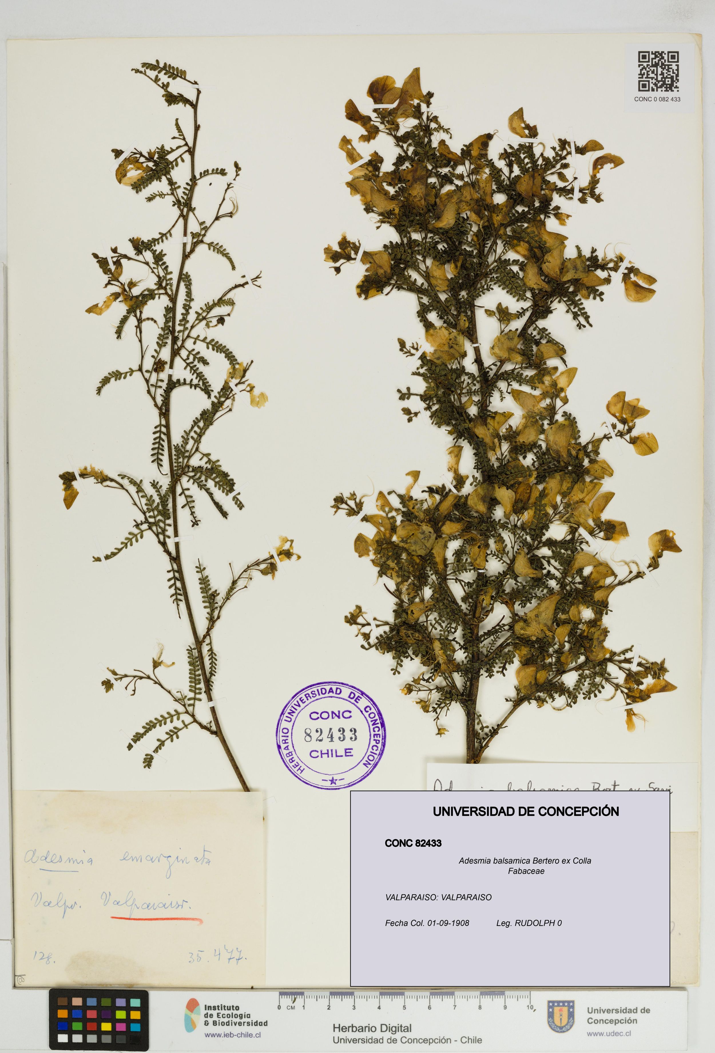 Adesmia balsamica [Espécimen: ]