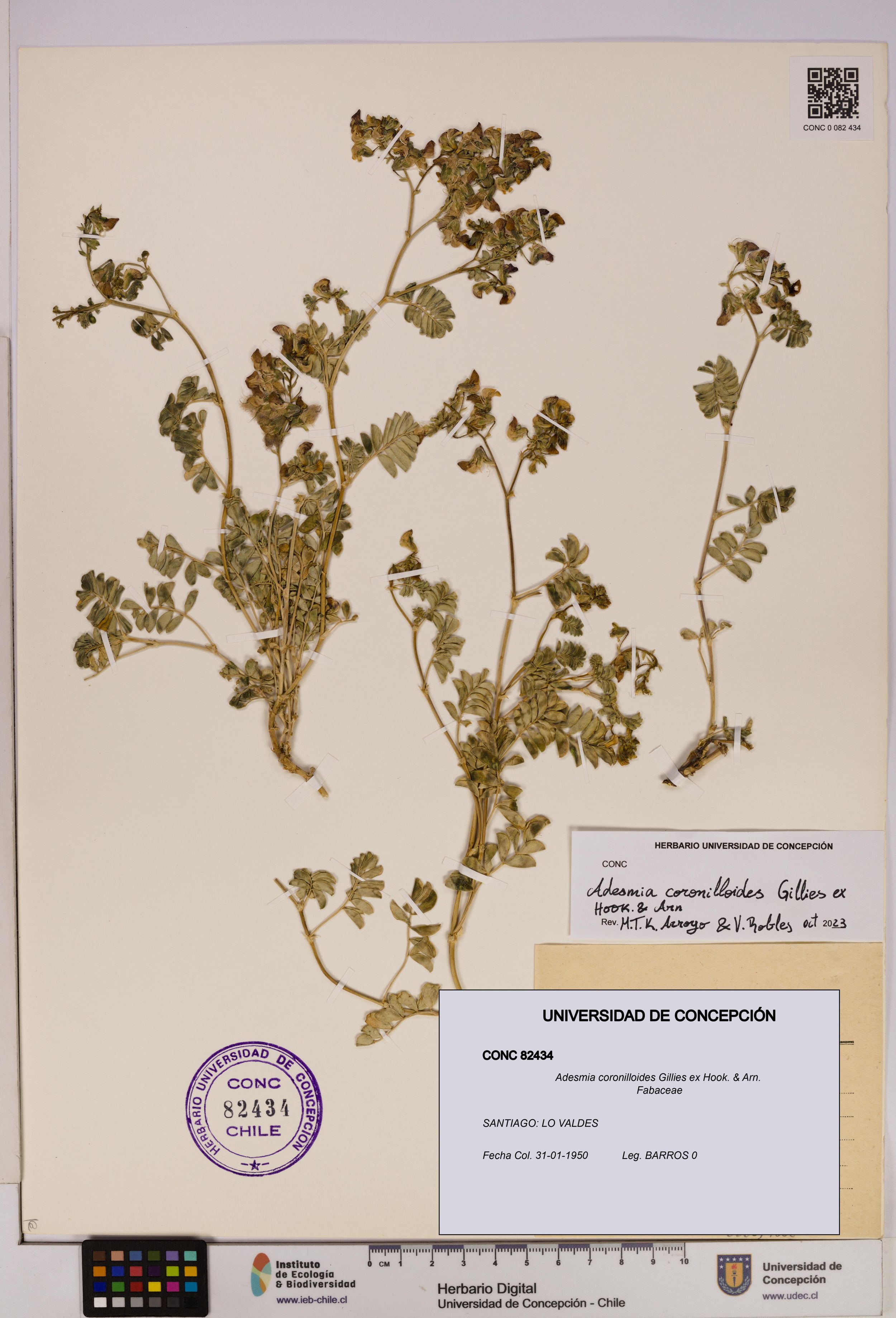 Adesmia coronilloides [Espécimen: ]