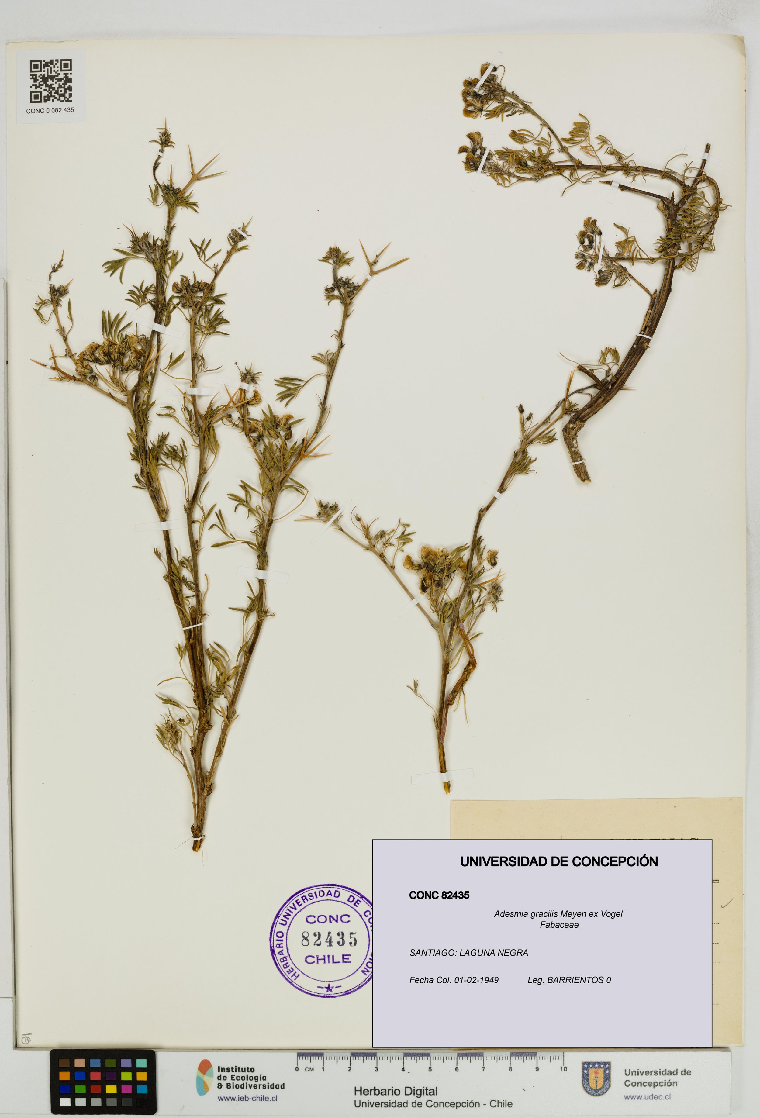 Adesmia gracilis [Espécimen: ]