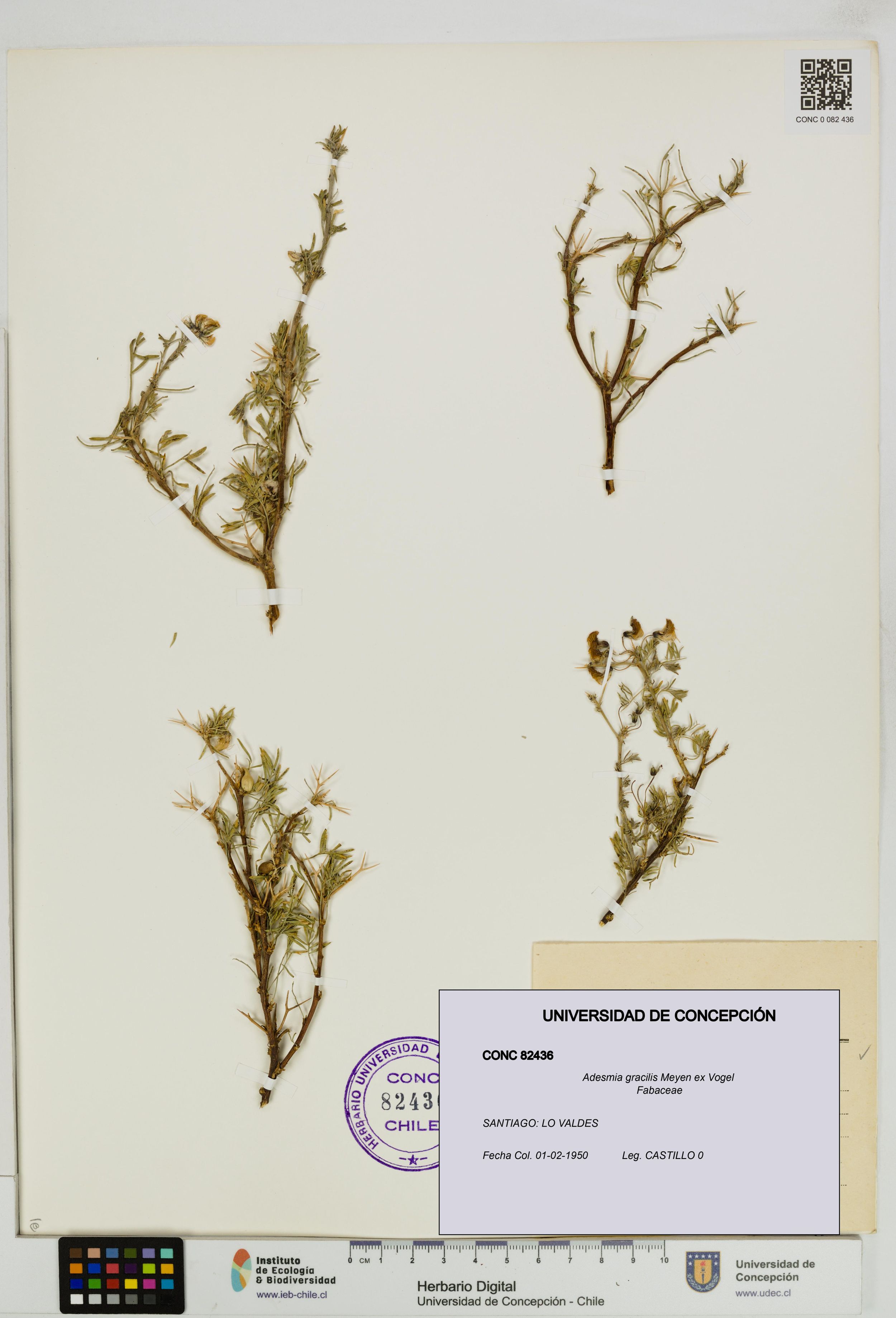 Adesmia gracilis [Espécimen: ]