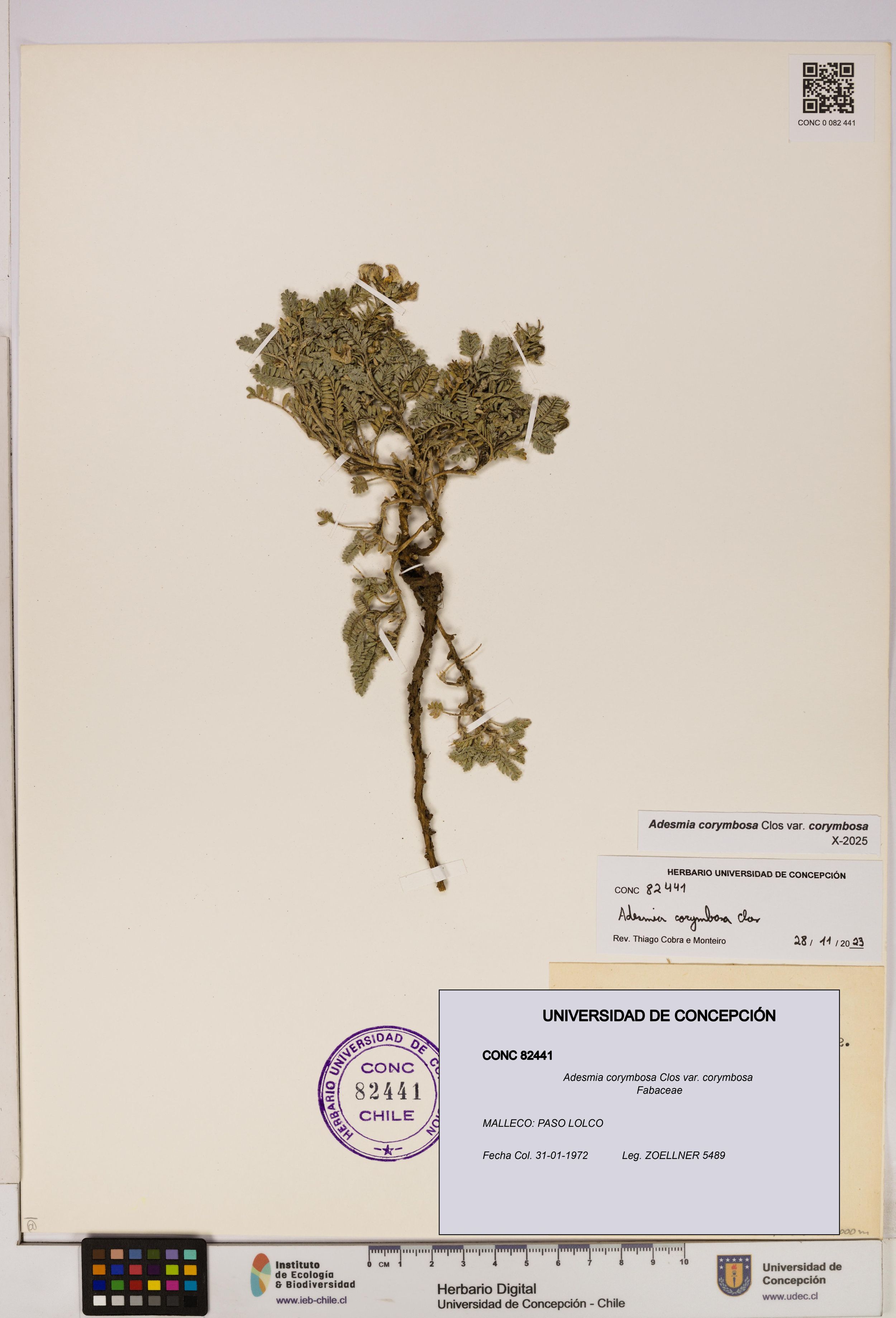 Adesmia corymbosa var. corymbosa [Espécimen: ]