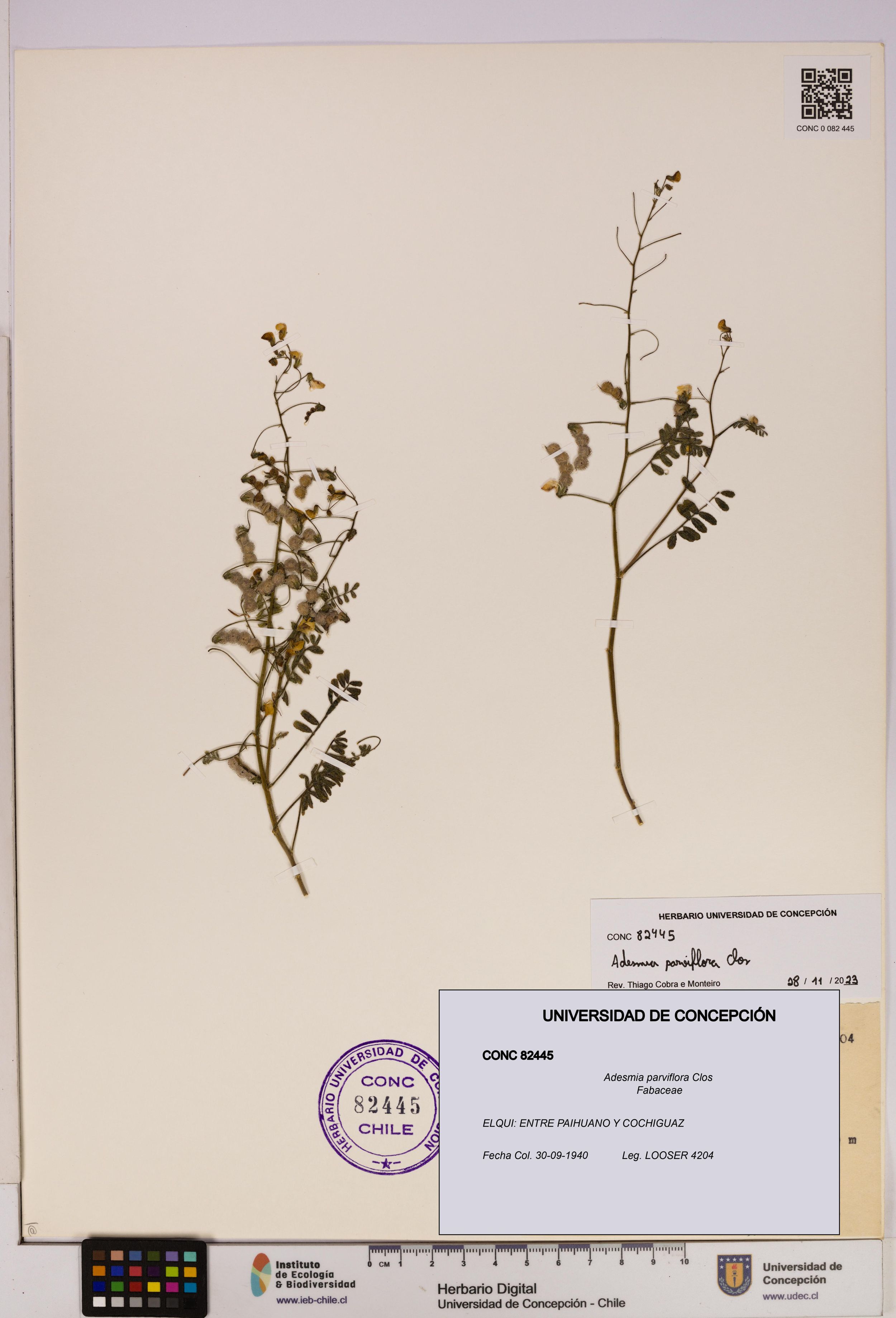 Adesmia parviflora [Espécimen: ]