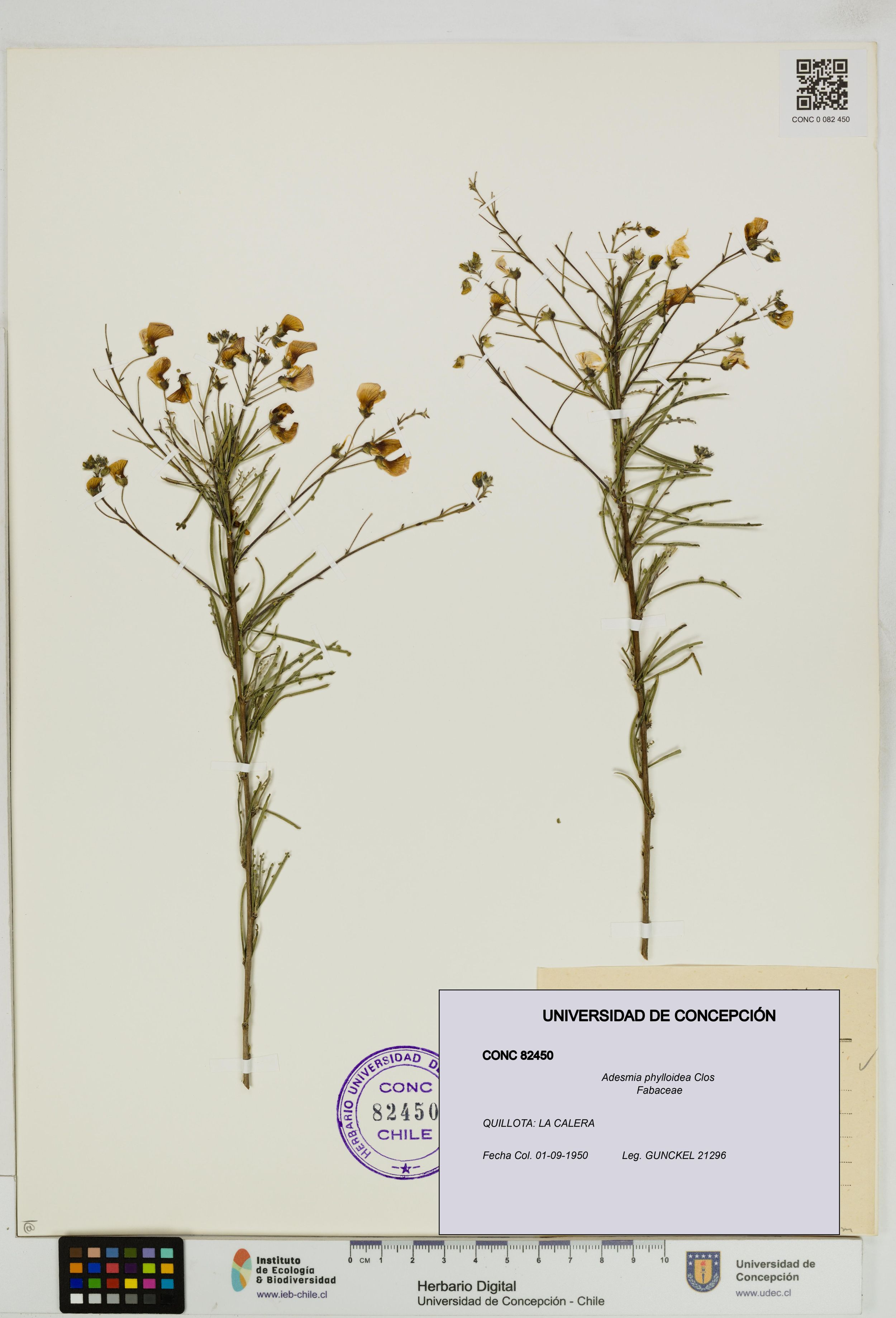 Adesmia phylloidea [Espécimen: ]