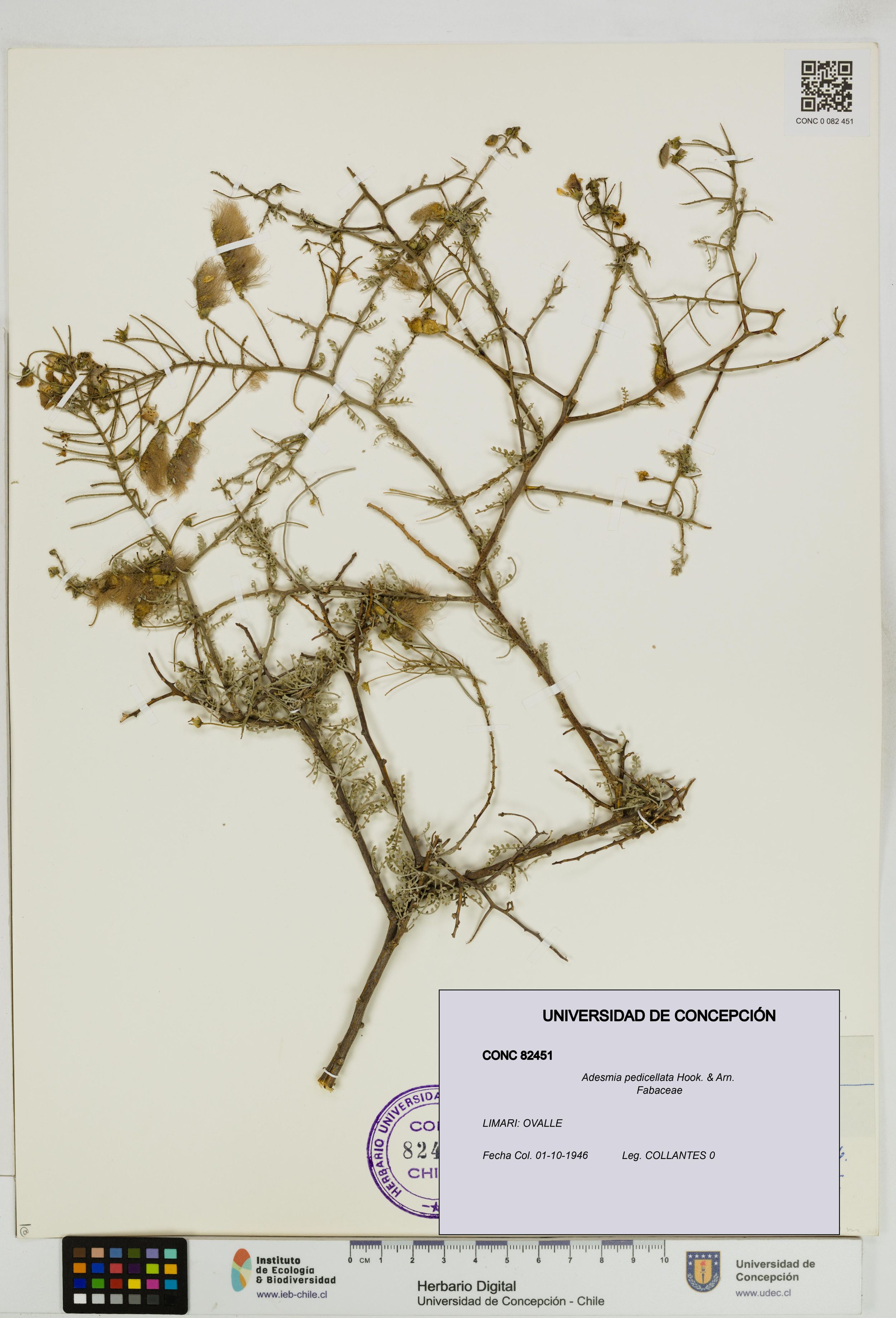 Adesmia pedicellata [Espécimen: ]
