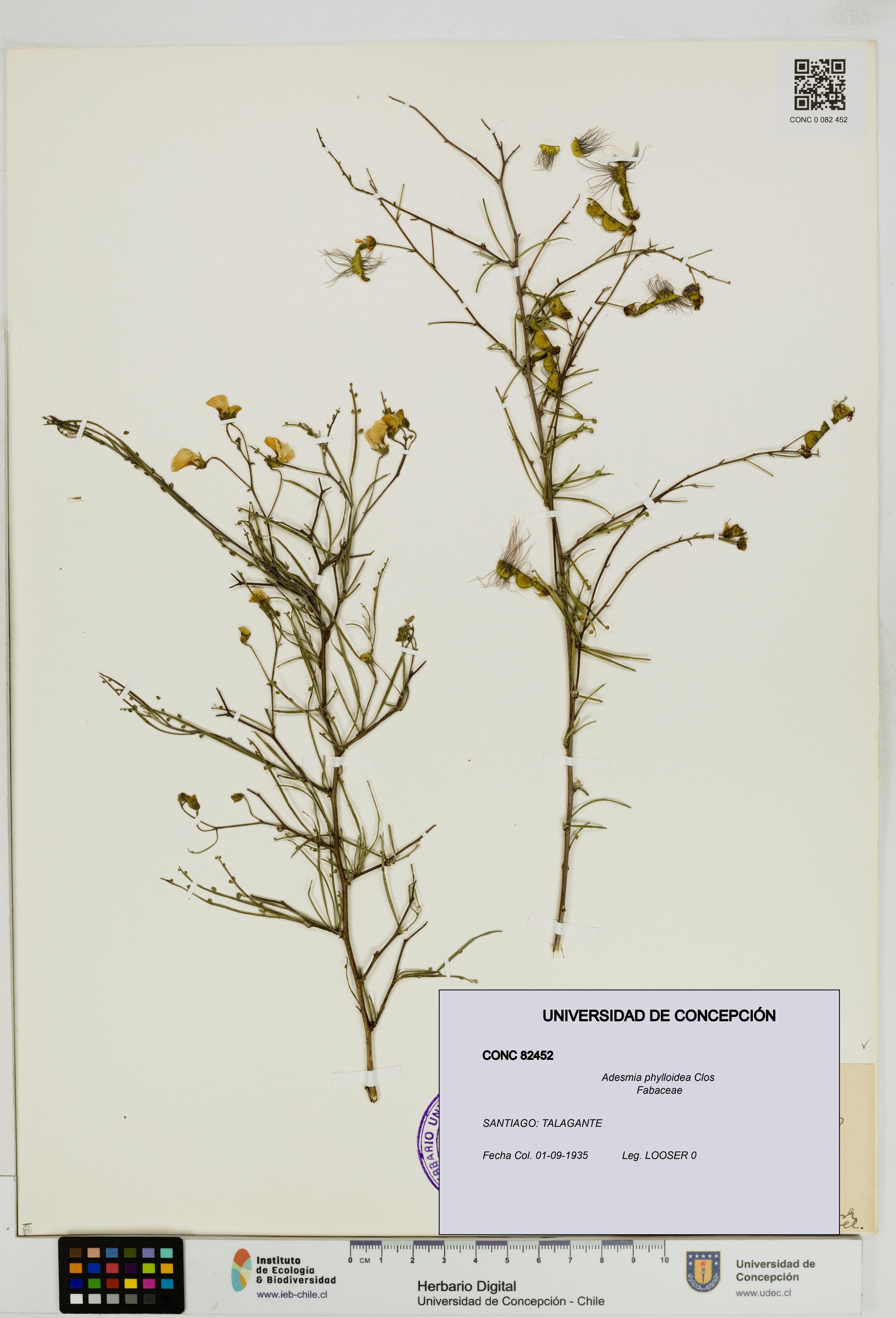 Adesmia phylloidea [Espécimen: ]