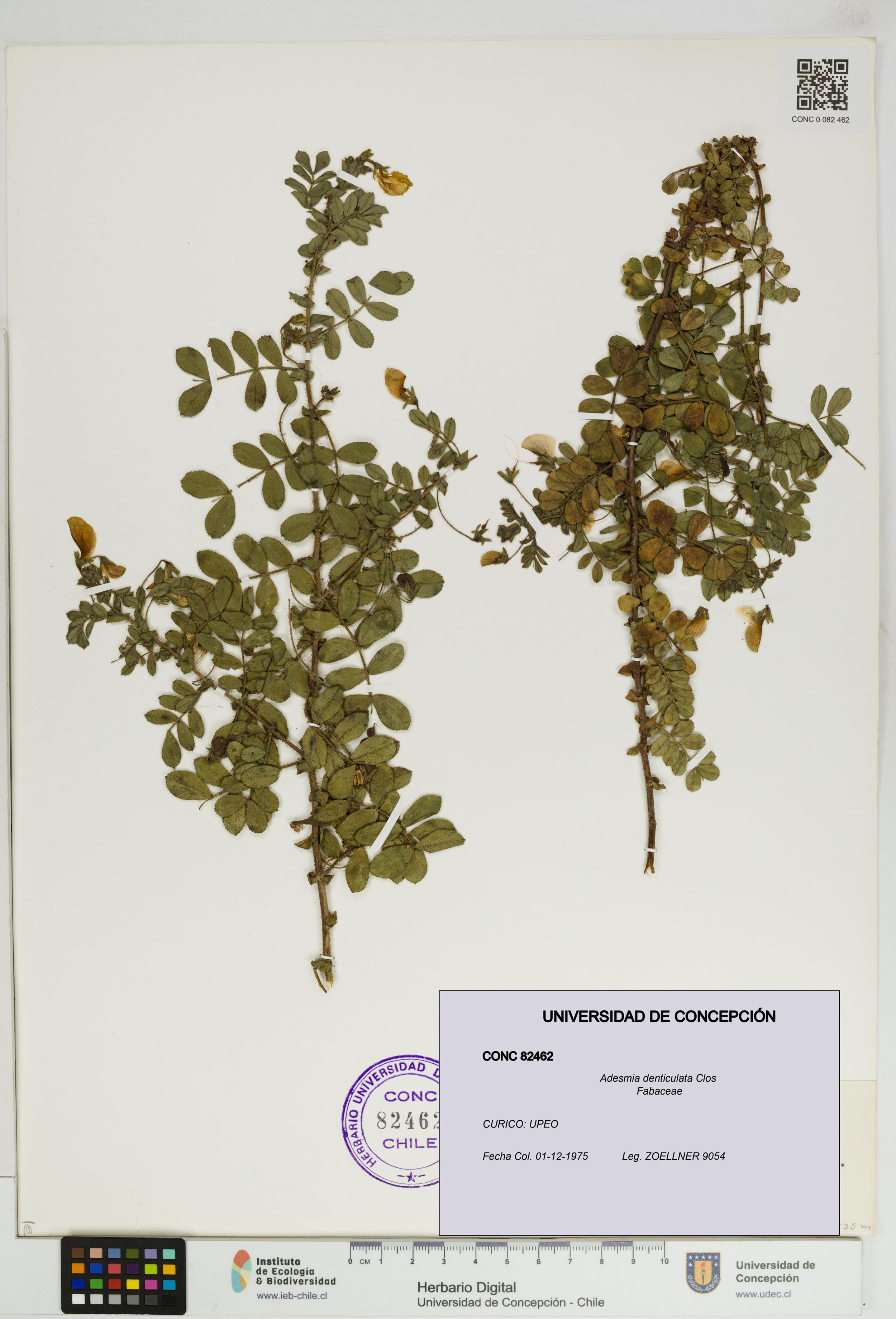 Adesmia denticulata [Espécimen: ]