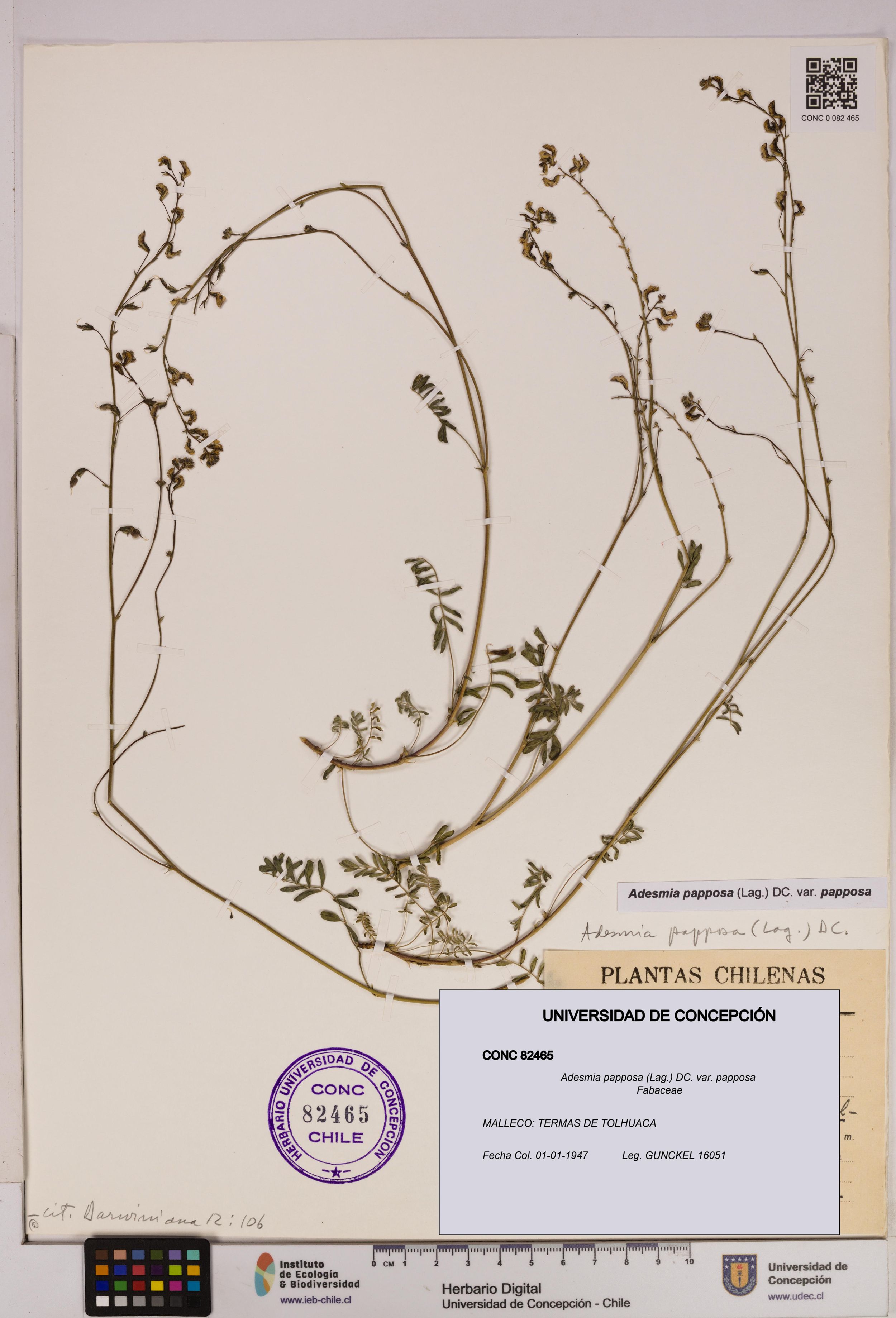 Adesmia papposa var. papposa [Espécimen: ]