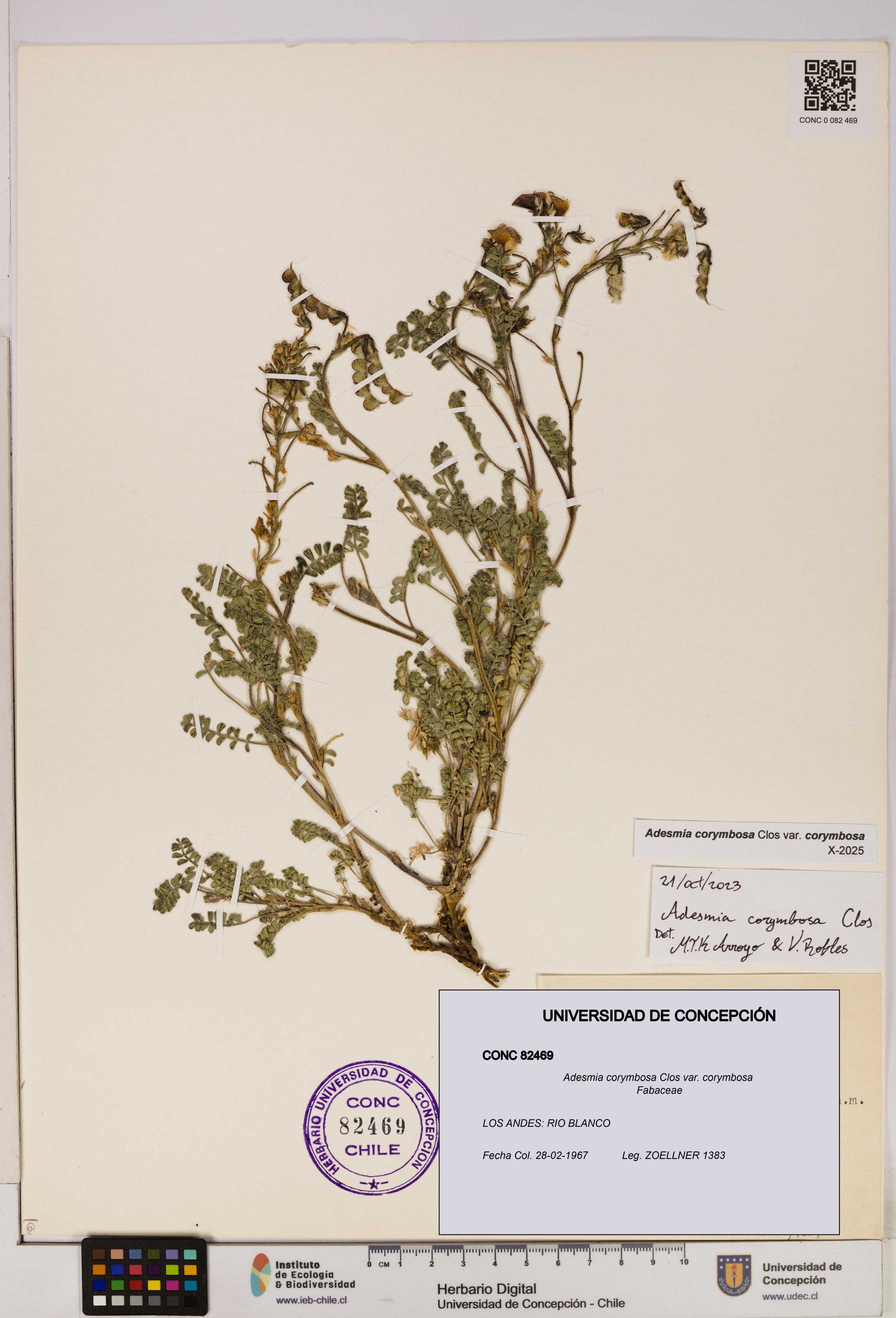 Adesmia corymbosa var. corymbosa [Espécimen: ]