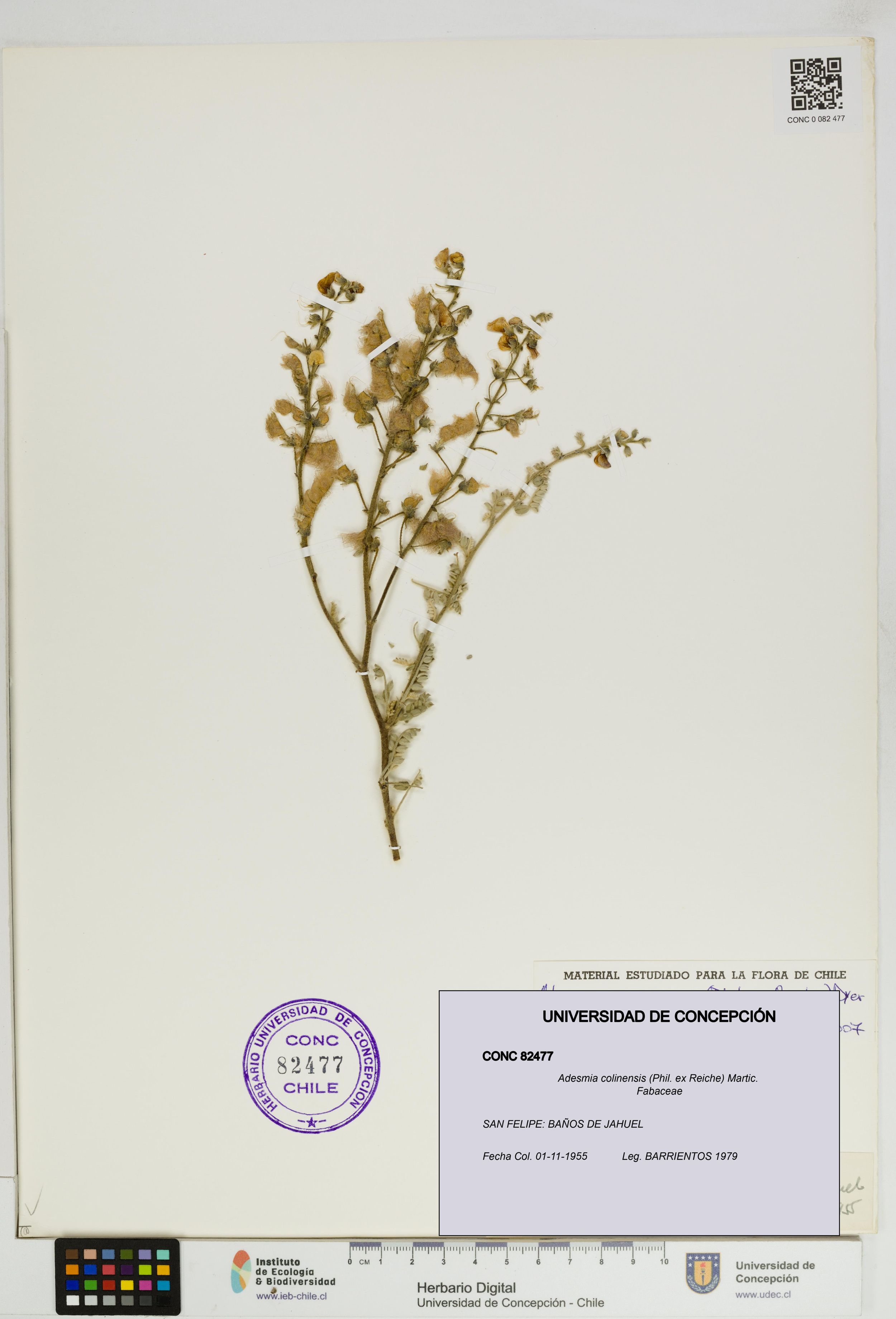 Adesmia colinensis [Espécimen: ]