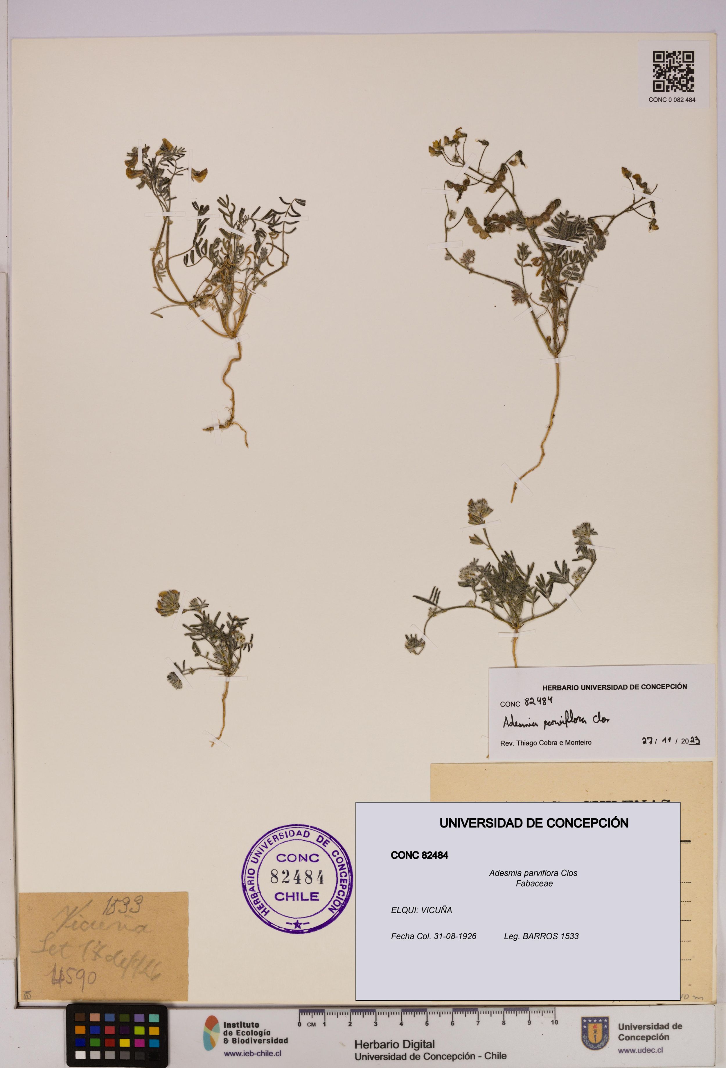 Adesmia parviflora [Espécimen: ]