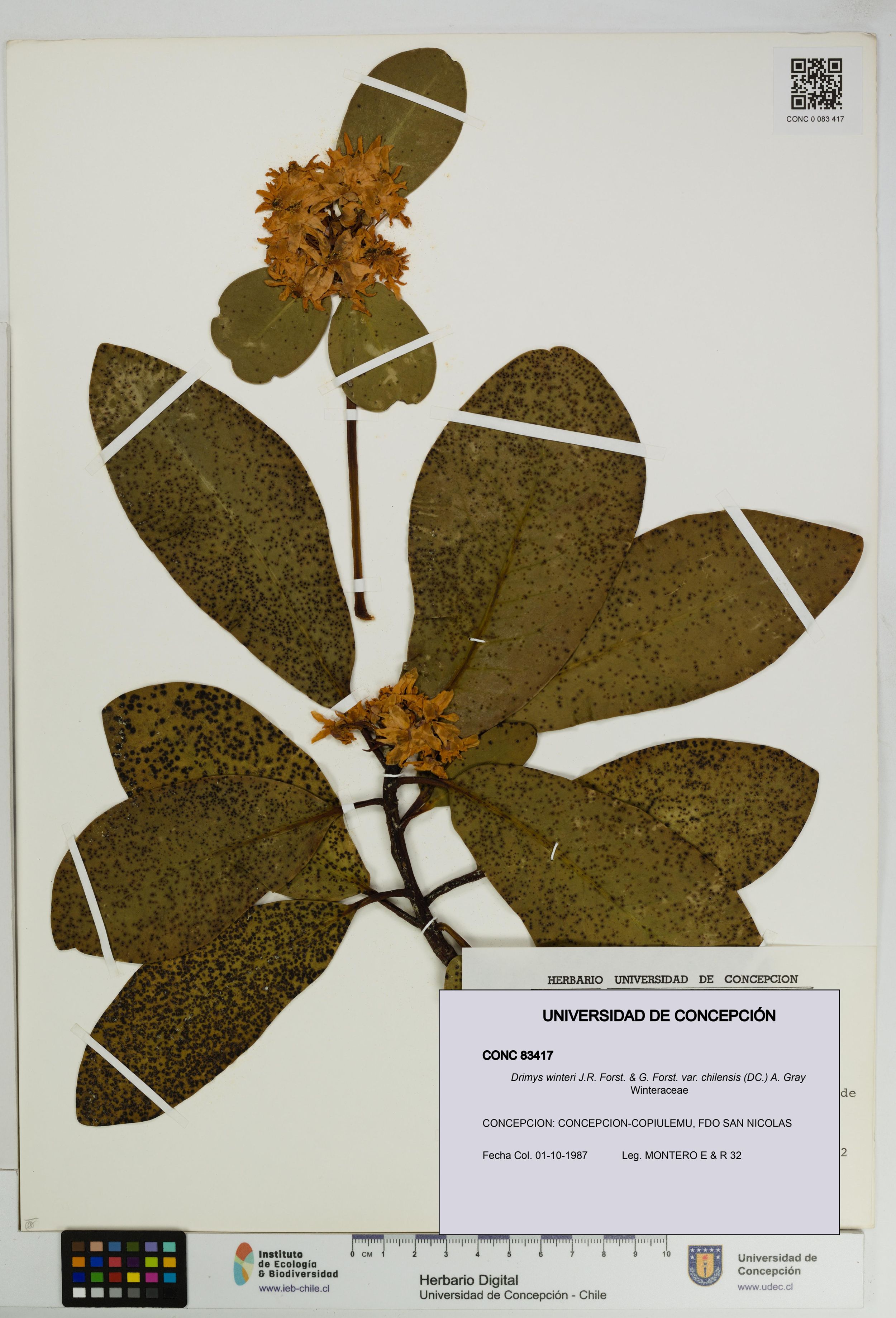 Drimys winteri var. chilensis [Espécimen: ]