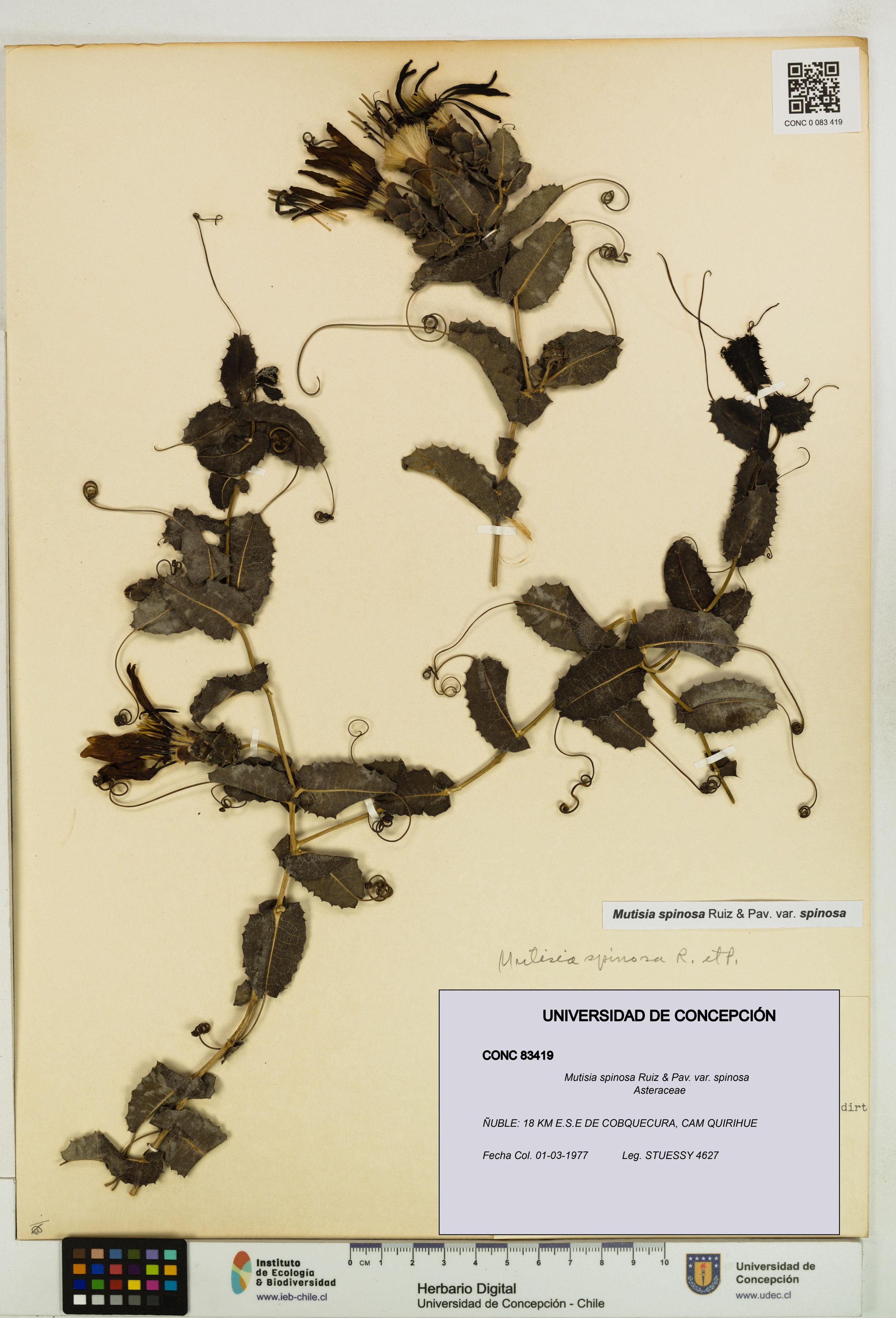 Mutisia spinosa var. spinosa [Espécimen: ]