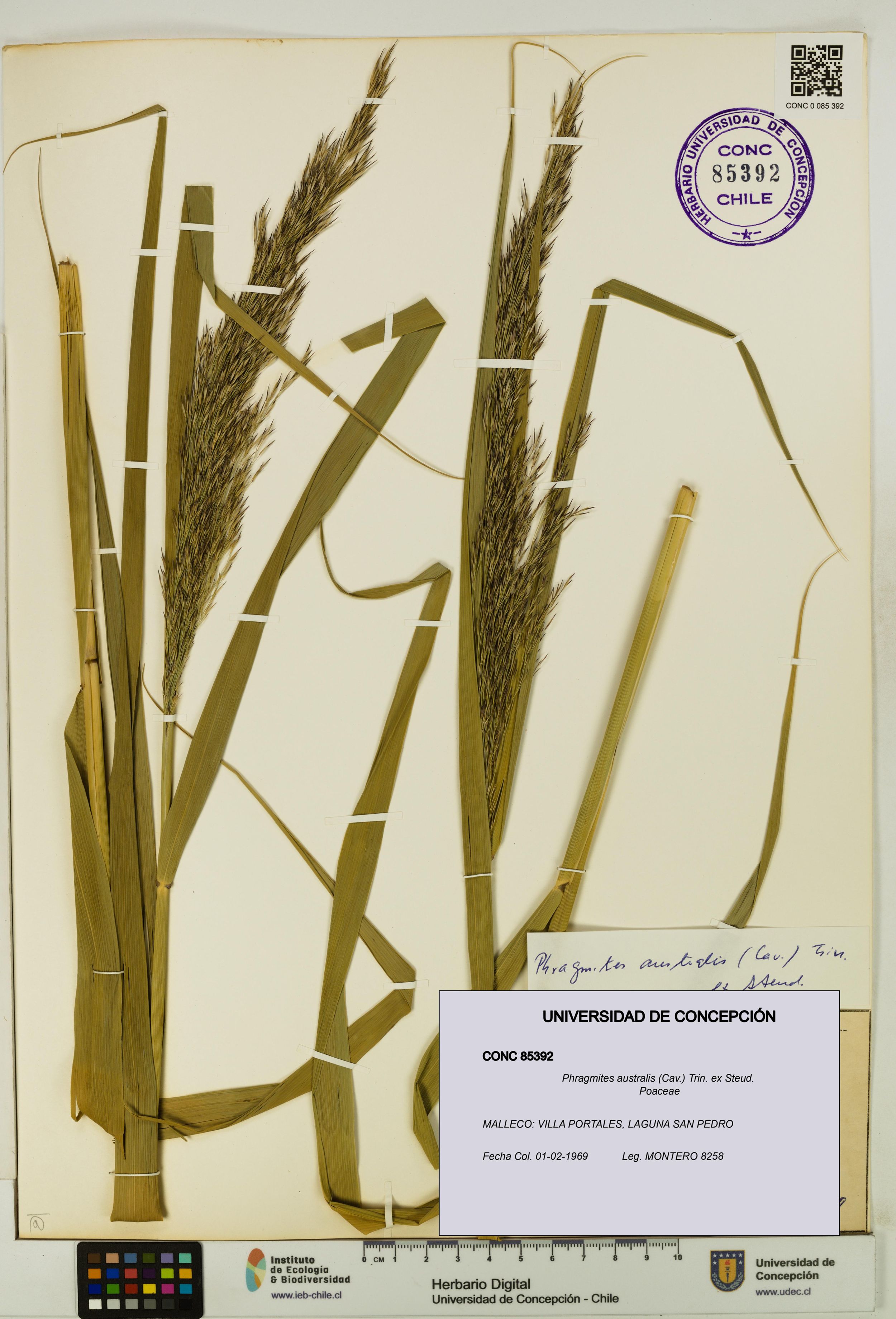 Phragmites australis [Espécimen: ]