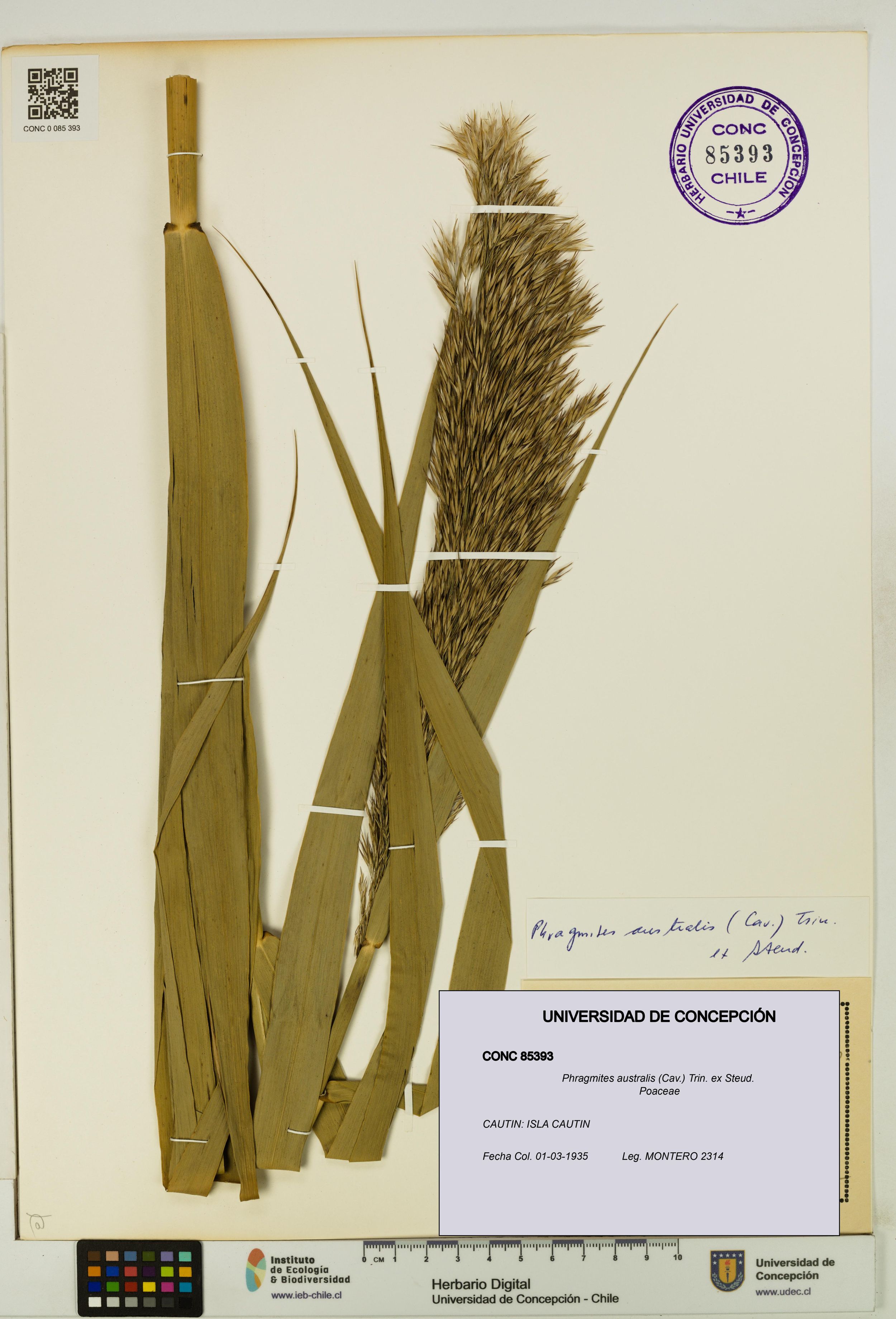 Phragmites australis [Espécimen: ]