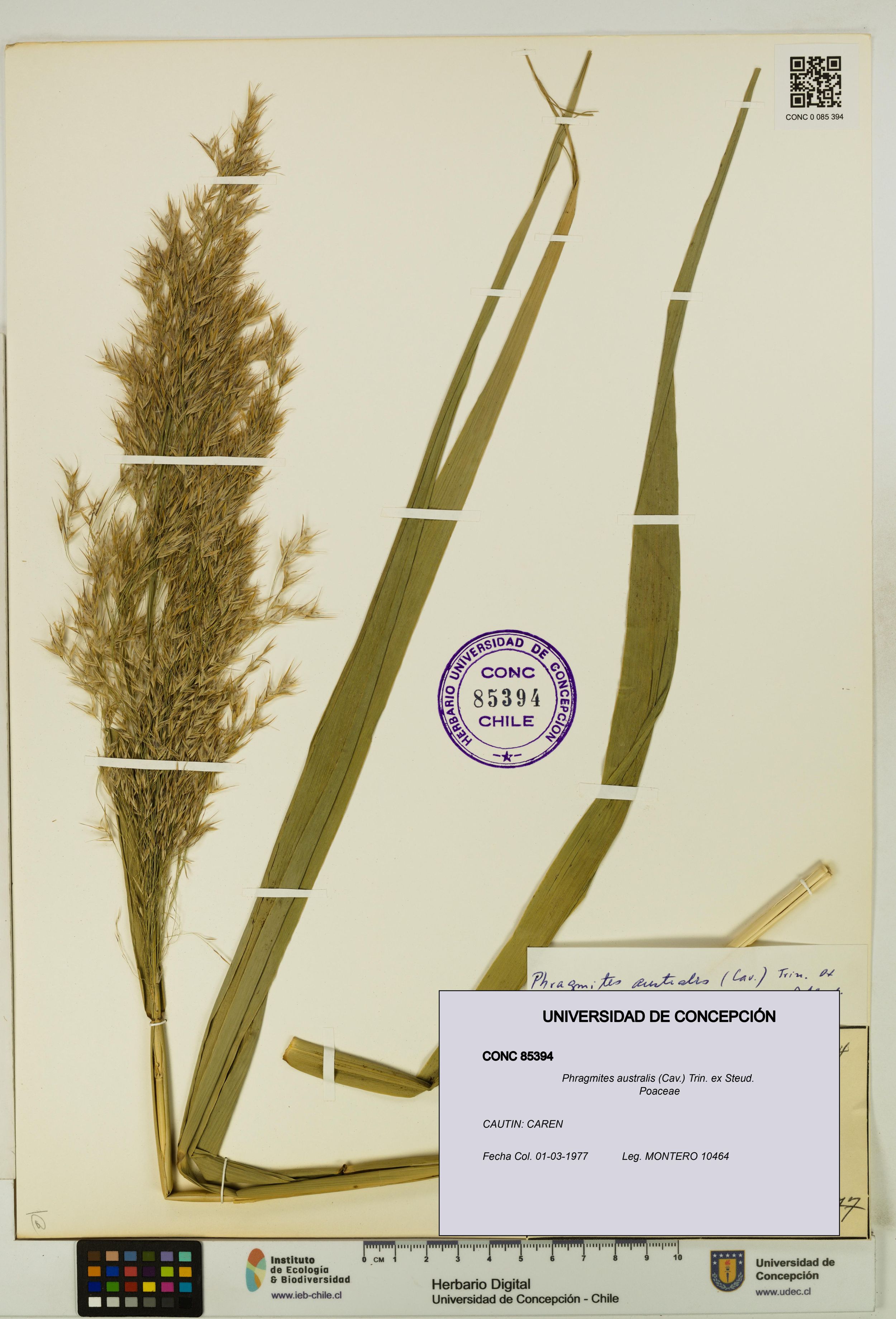 Phragmites australis [Espécimen: ]