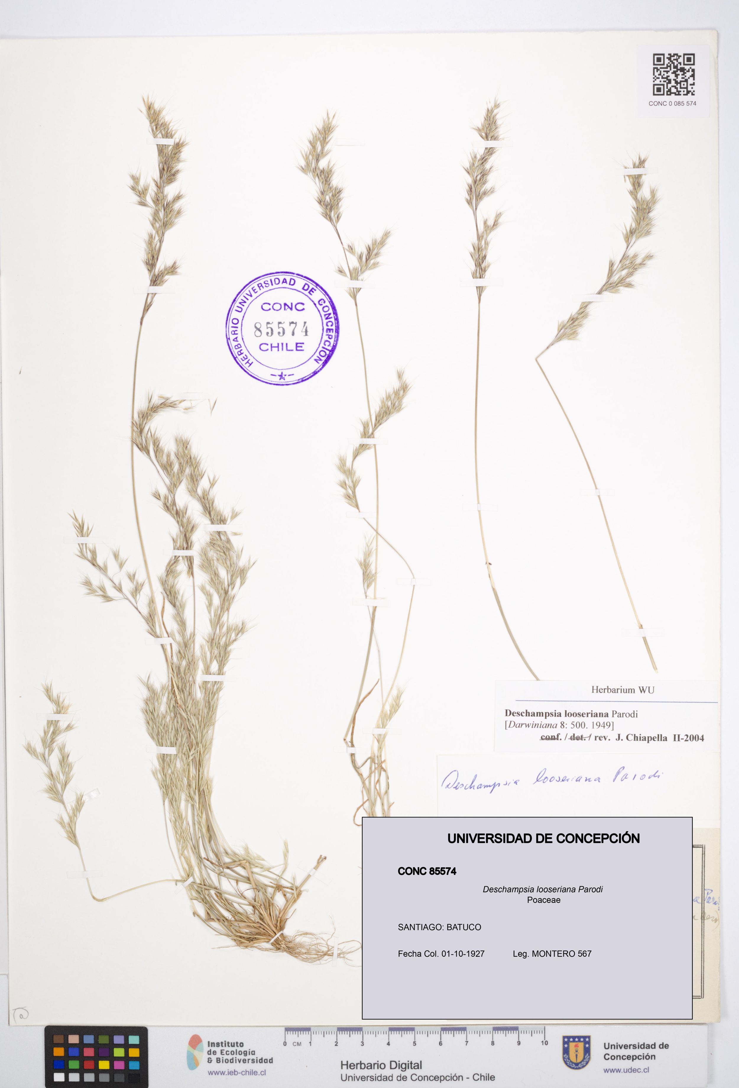 Deschampsia looseriana [Espécimen: ]