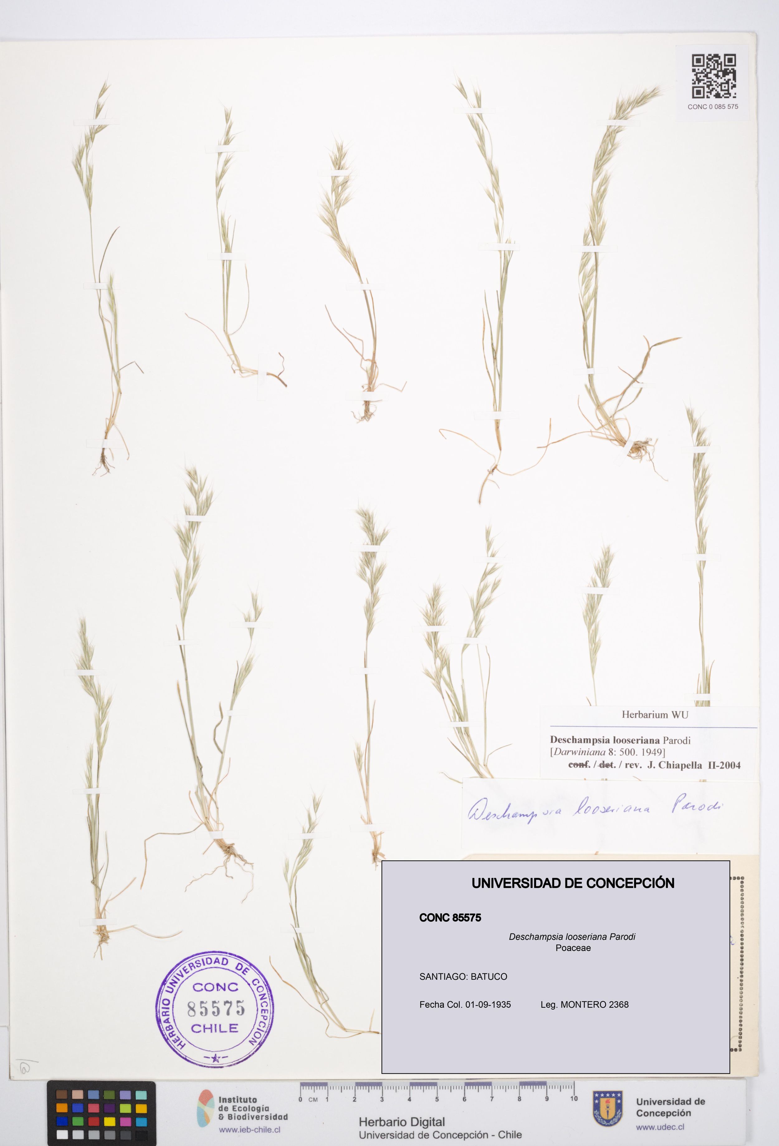 Deschampsia looseriana [Espécimen: ]