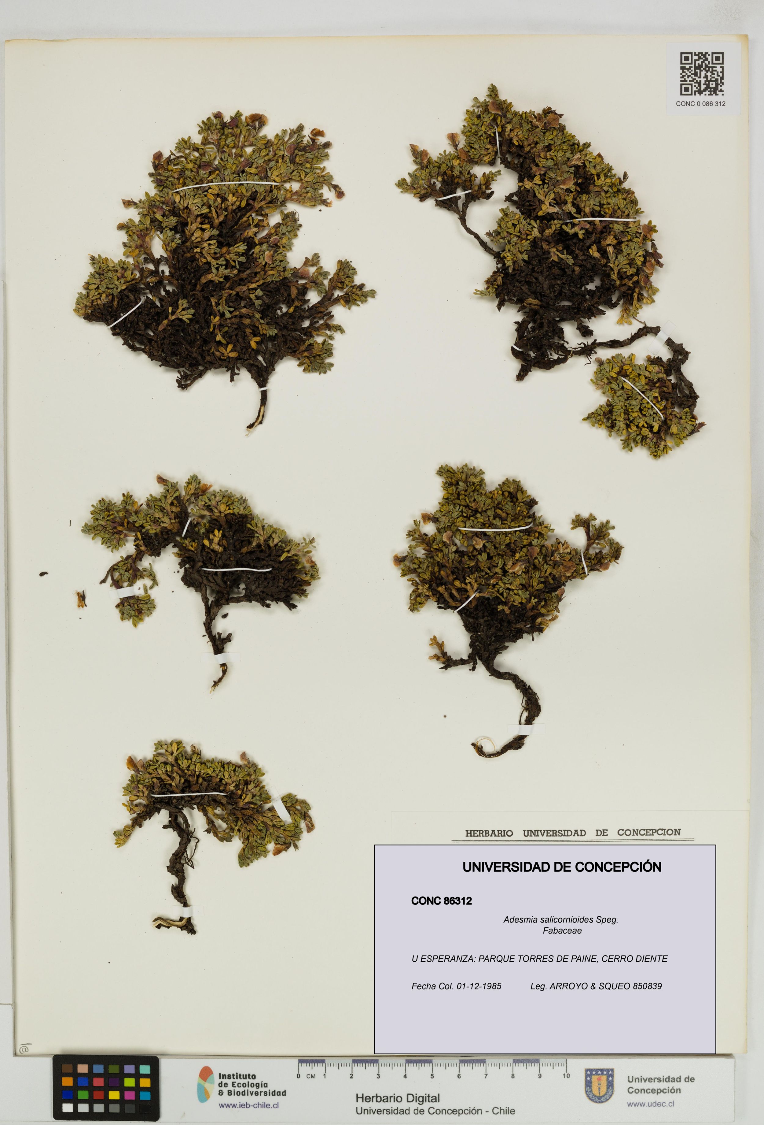 Adesmia salicornioides [Espécimen: ]