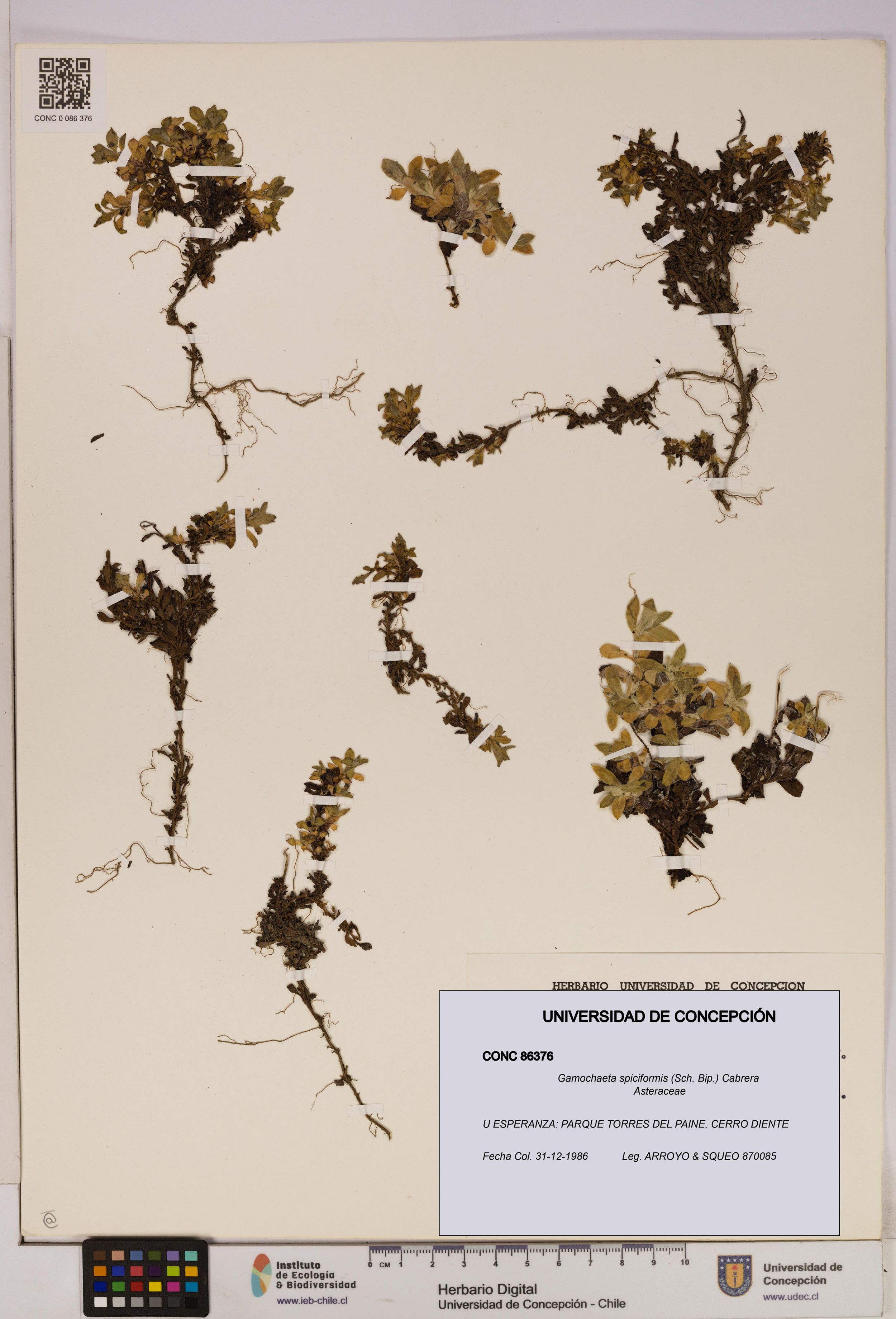 Gamochaeta spiciformis [Espécimen: ]