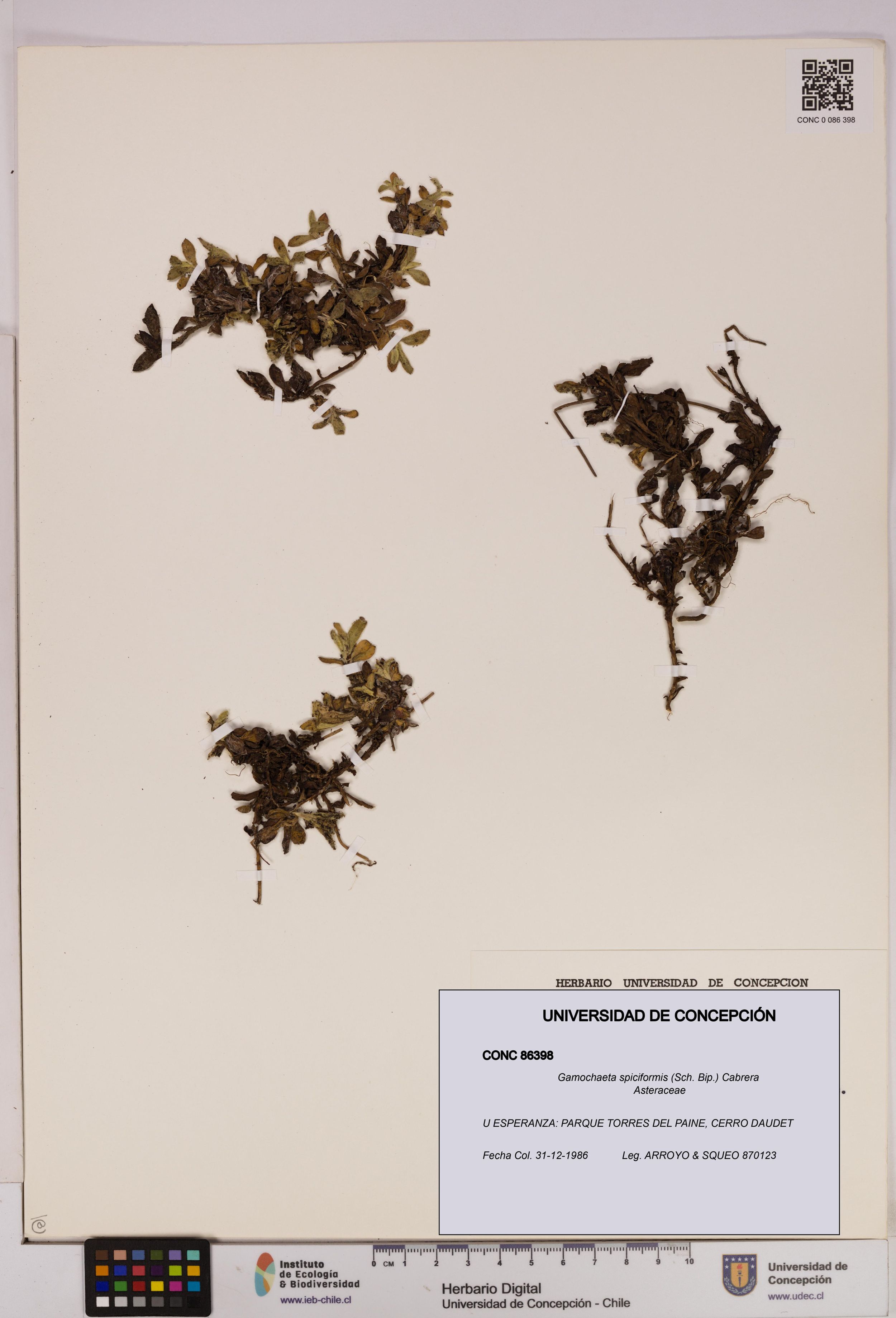 Gamochaeta spiciformis [Espécimen: ]