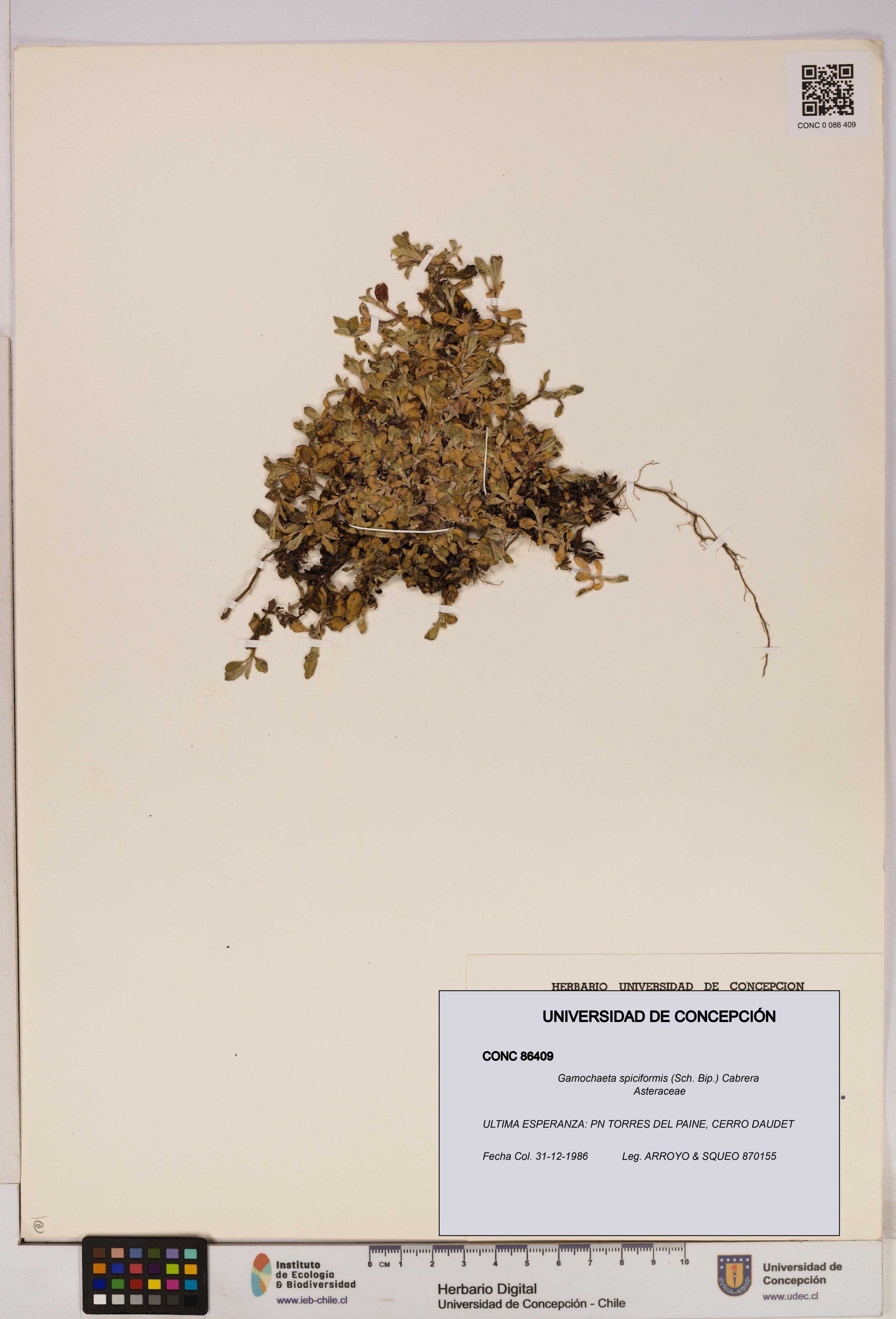 Gamochaeta spiciformis [Espécimen: ]