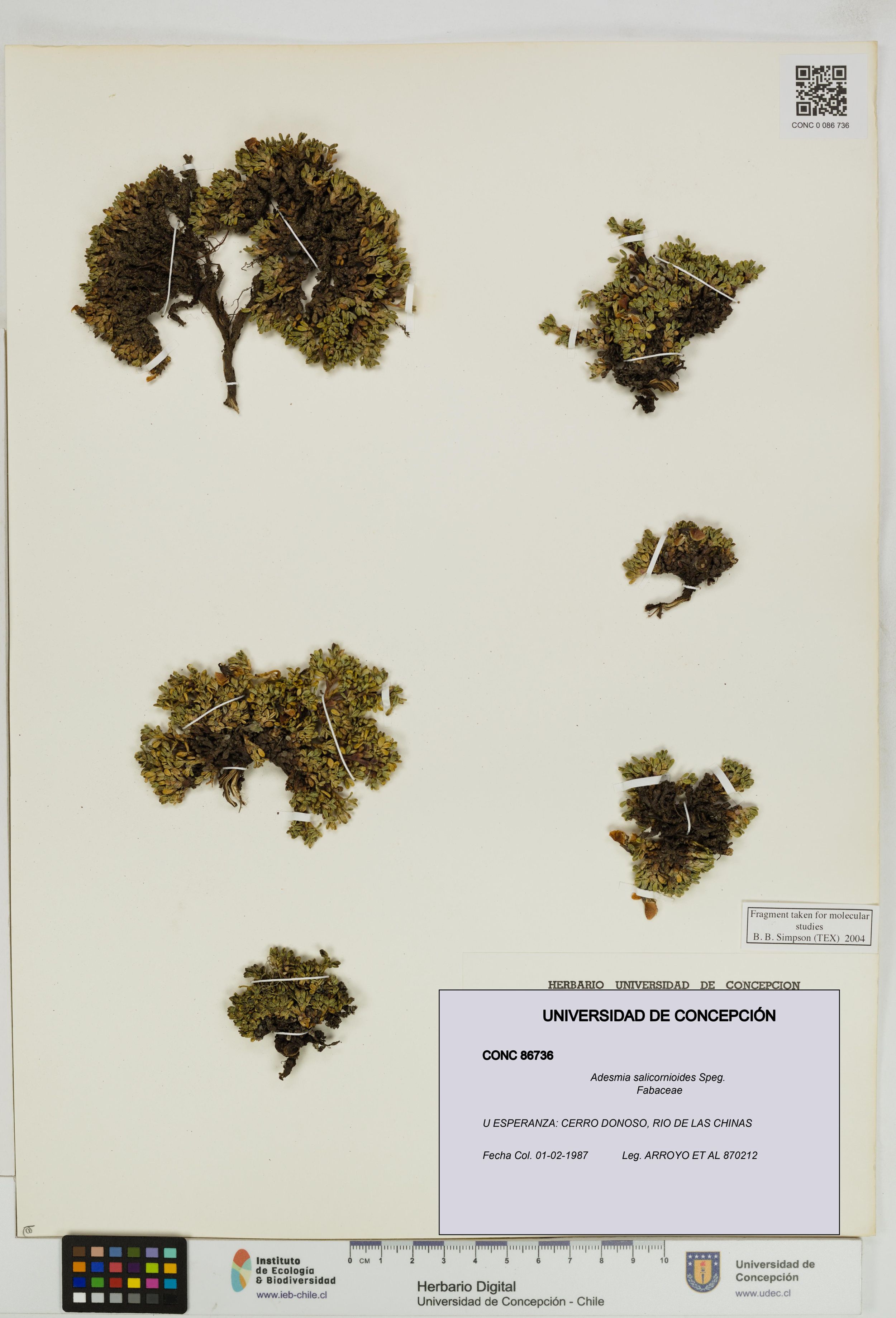 Adesmia salicornioides [Espécimen: ]