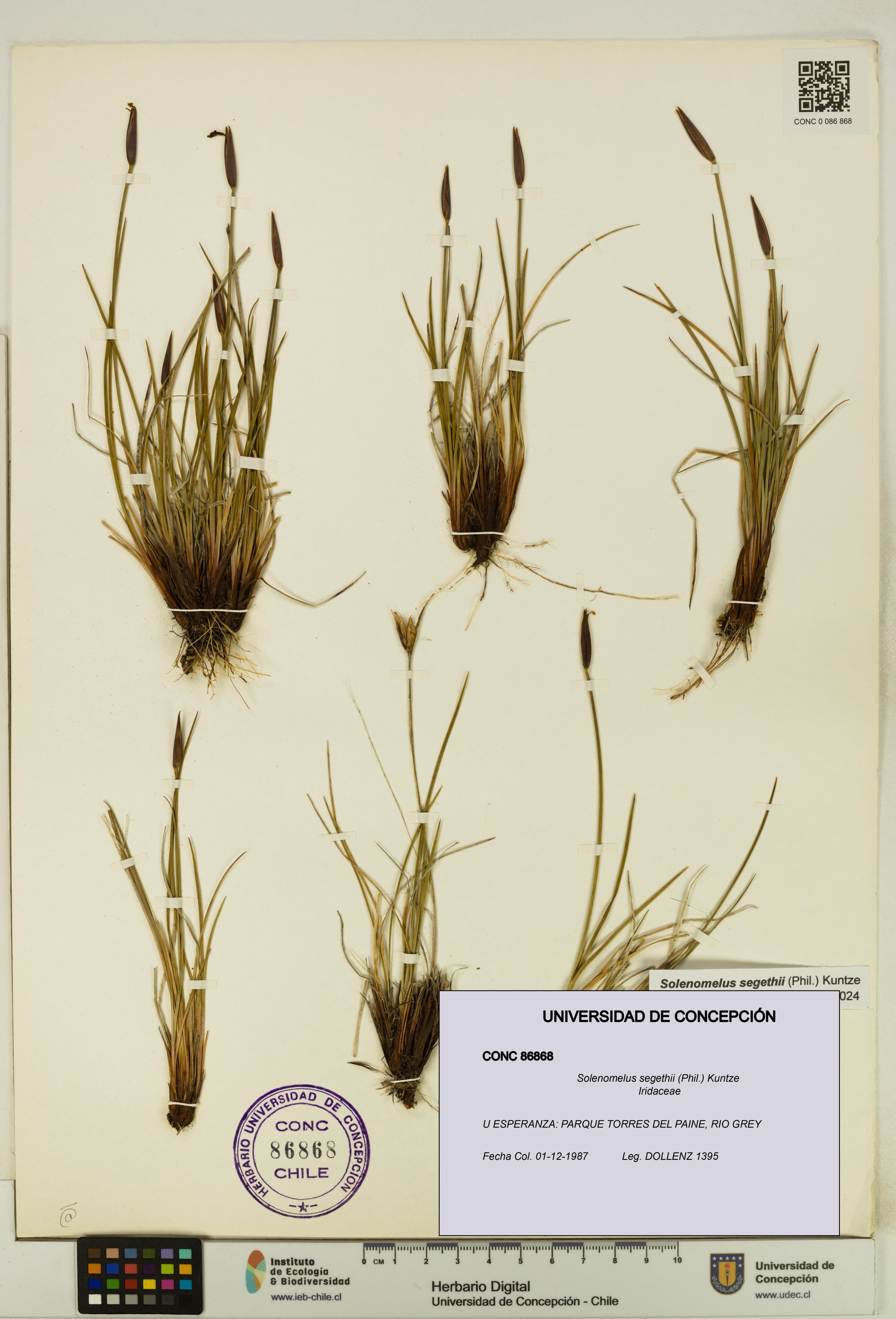 Solenomelus segethii [Espécimen: ]