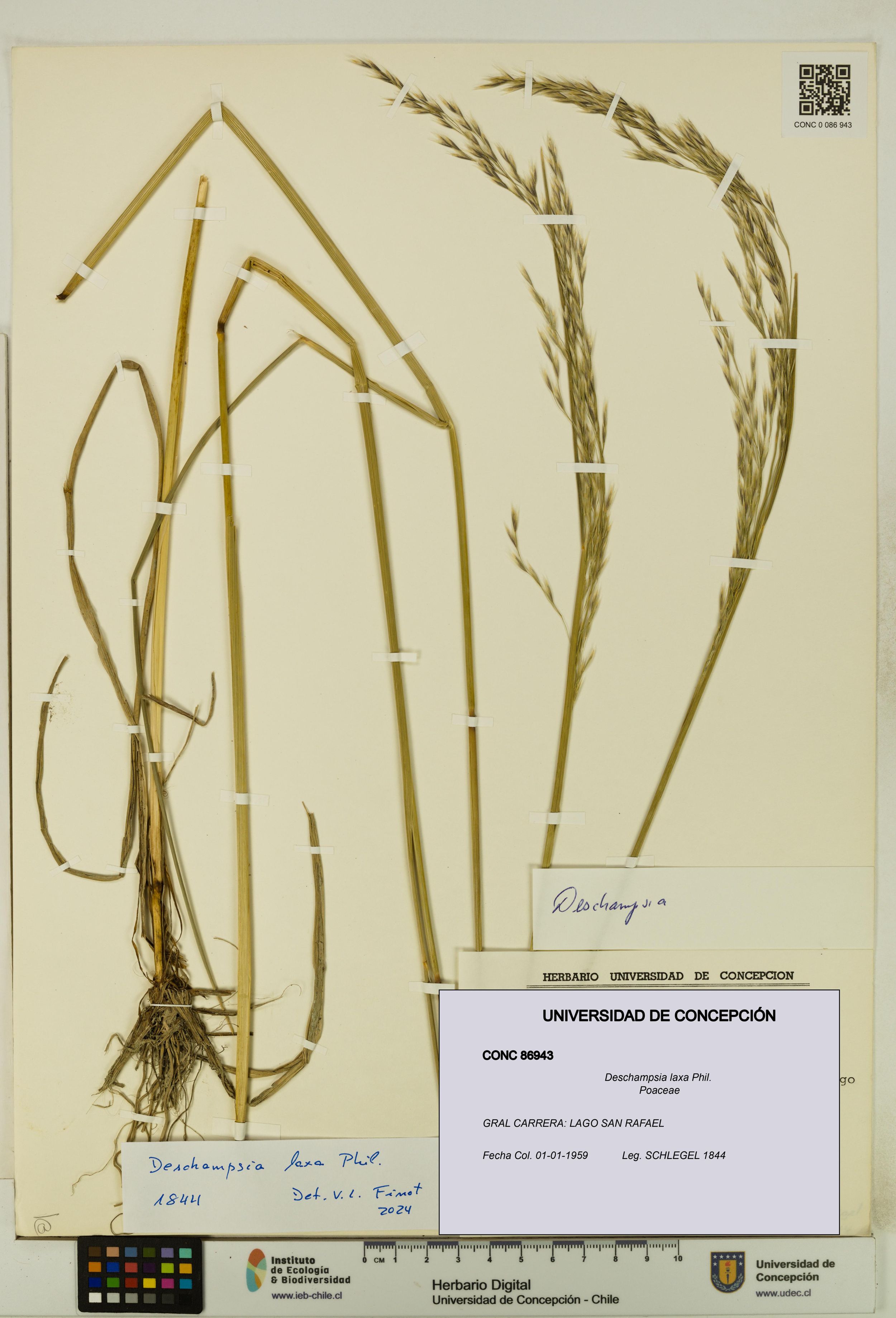 Deschampsia laxa [Espécimen: ]