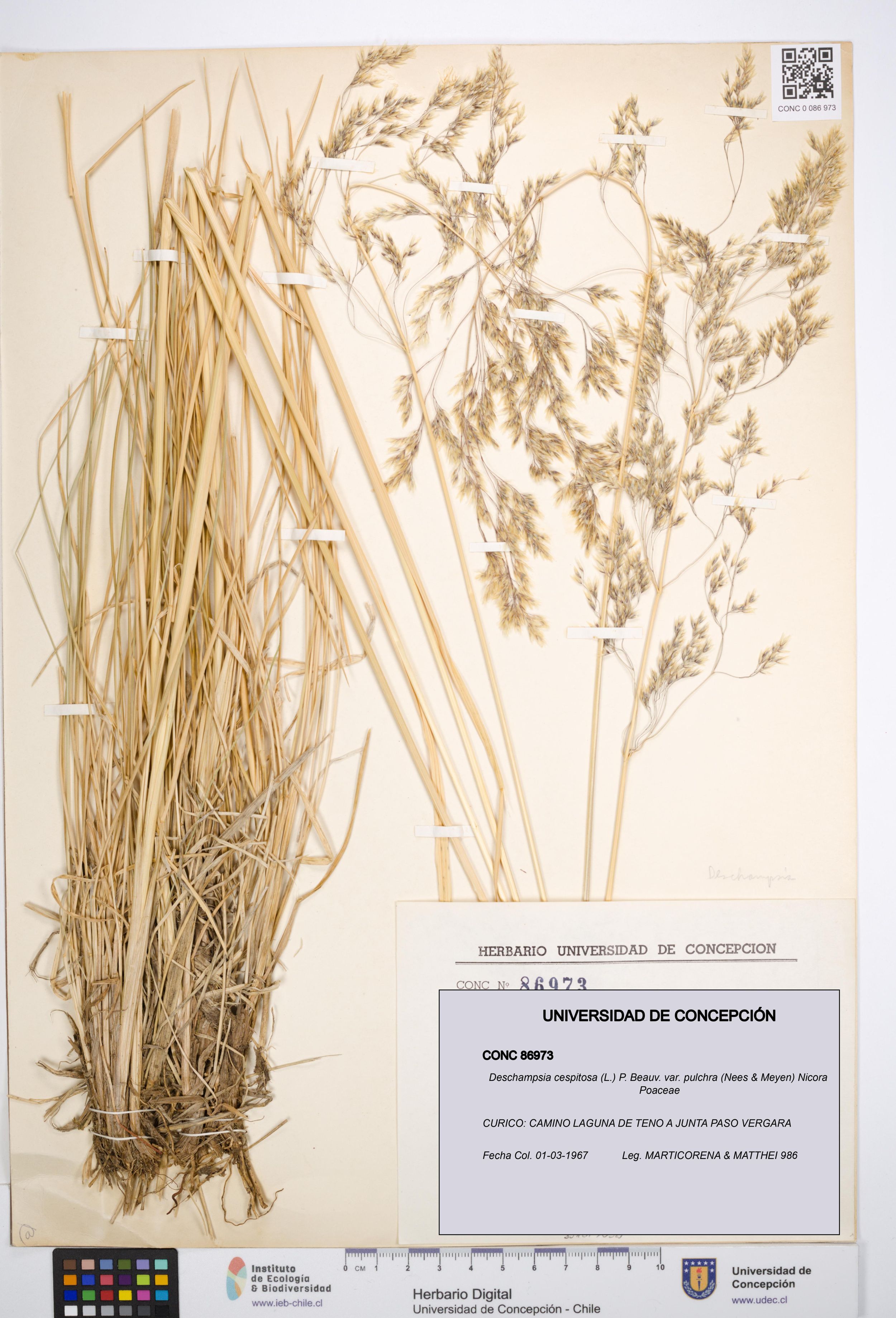 Deschampsia cespitosa var. pulchra [Espécimen: ]