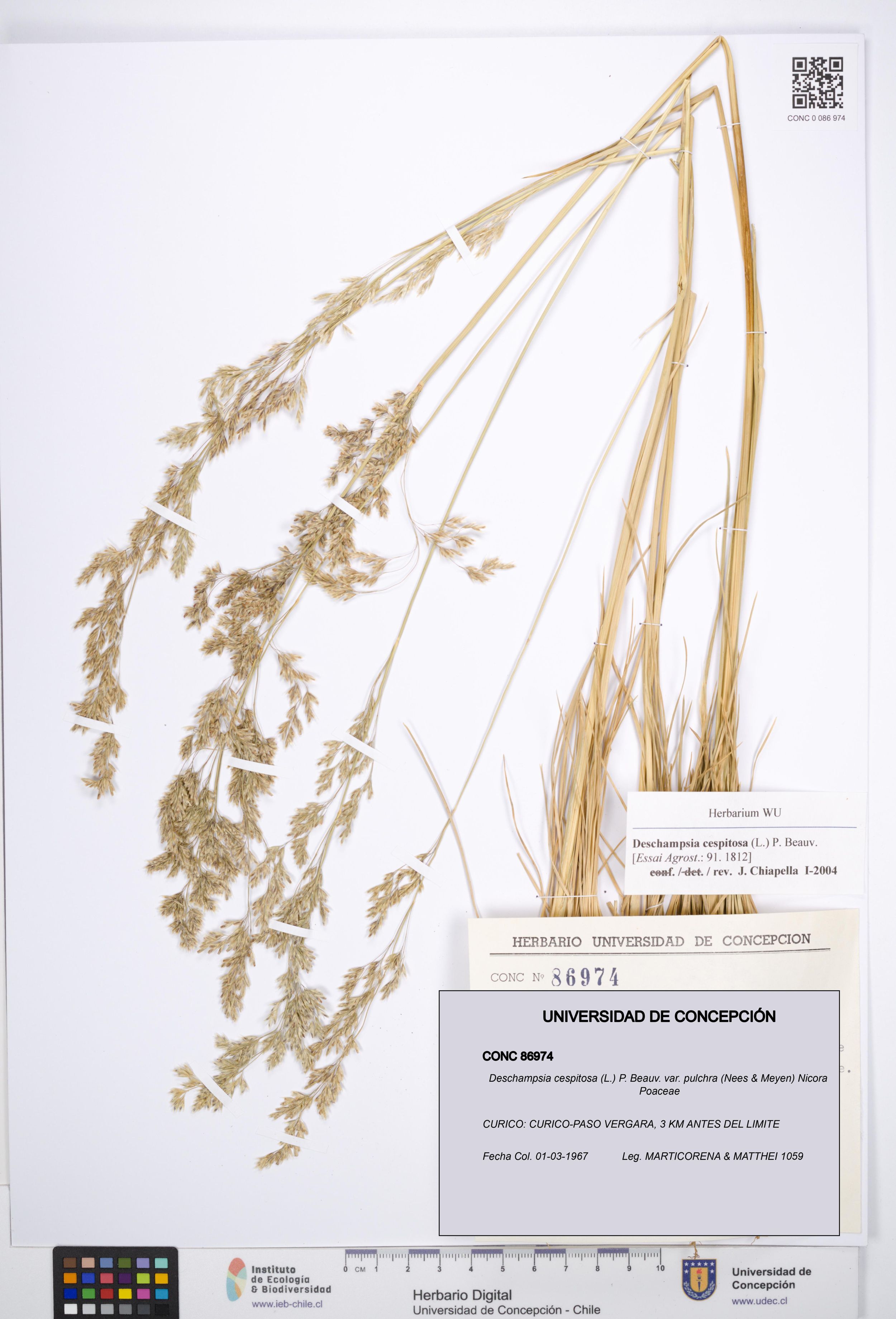Deschampsia cespitosa var. pulchra [Espécimen: ]