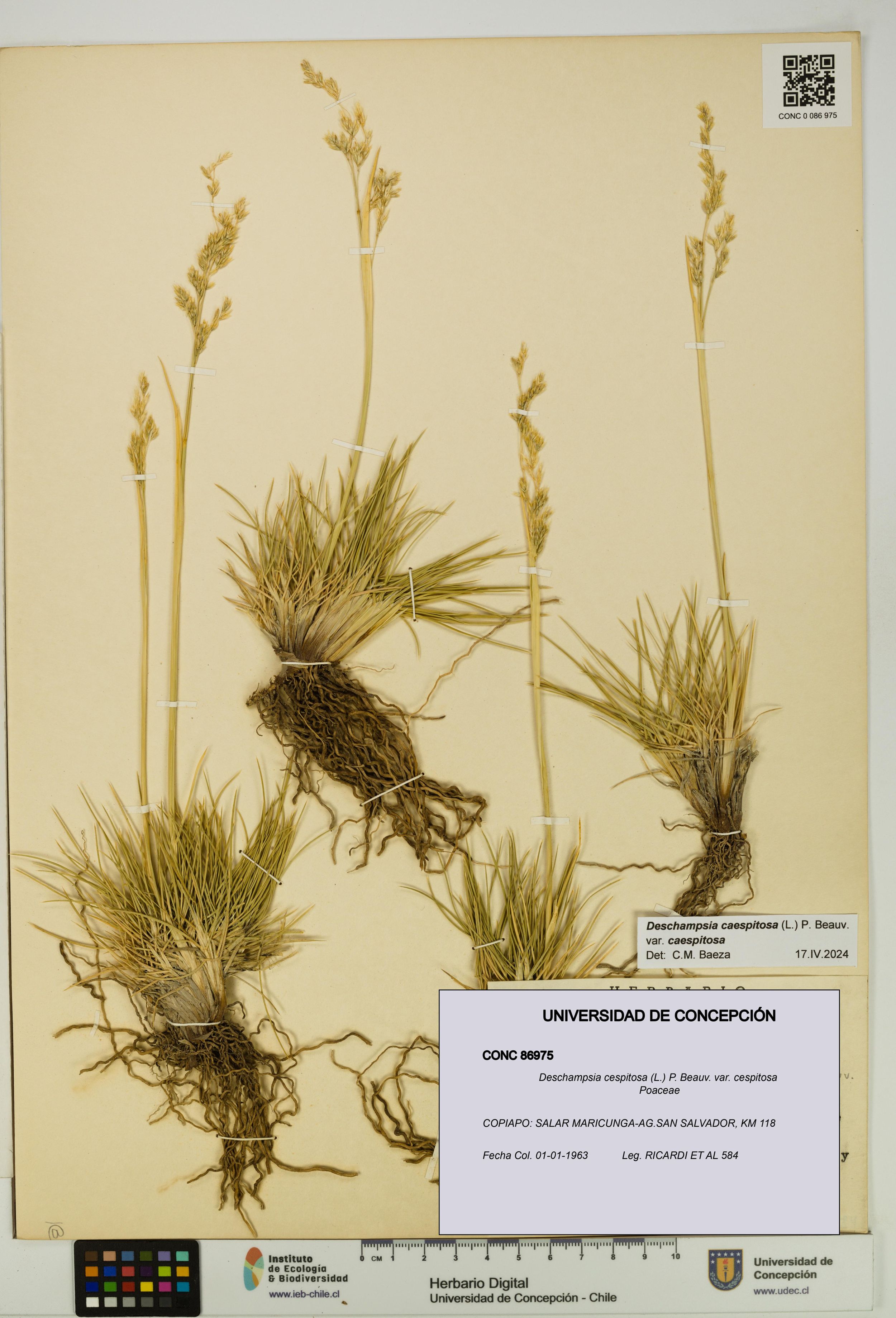 Deschampsia cespitosa var. cespitosa [Espécimen: ]