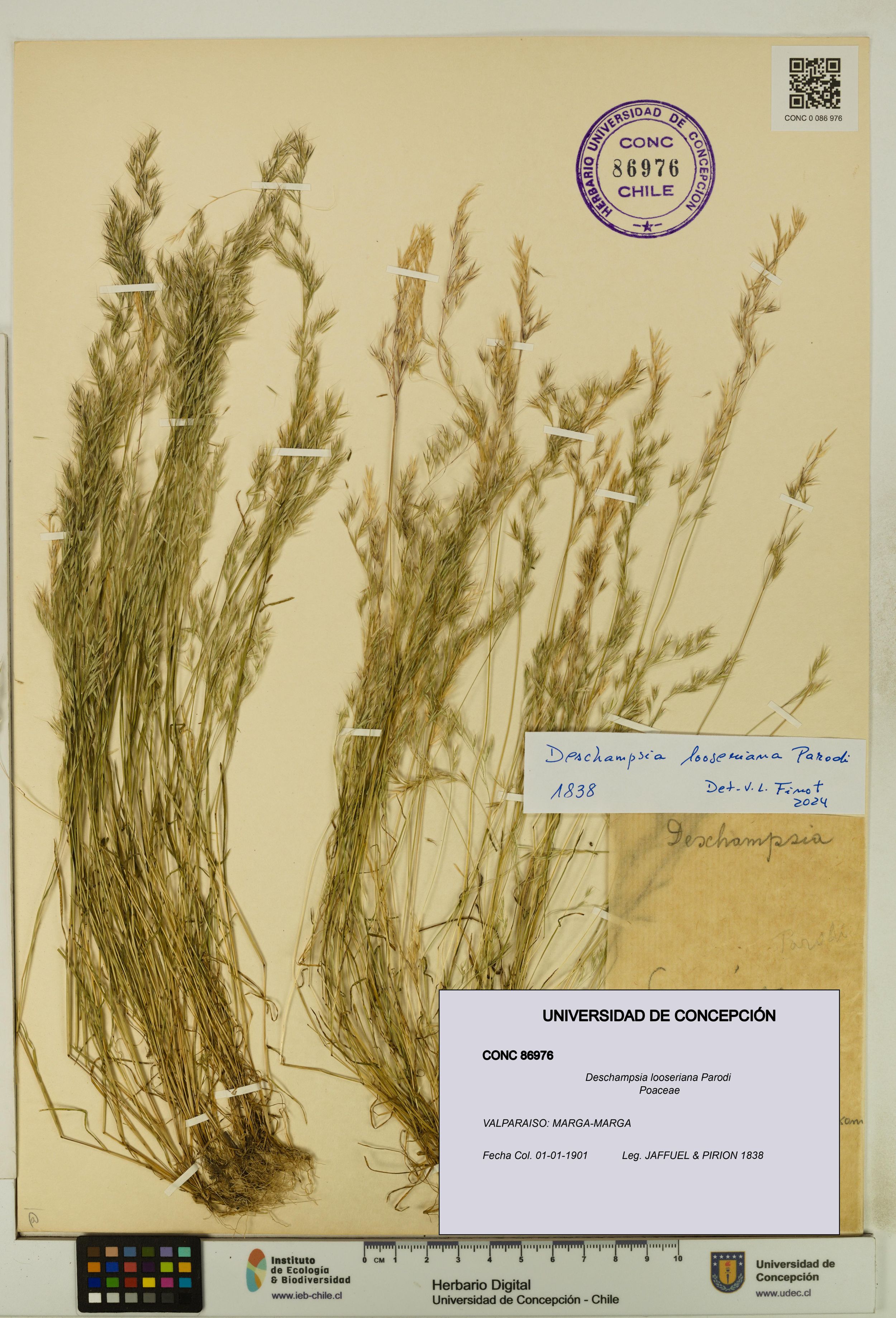 Deschampsia looseriana [Espécimen: ]