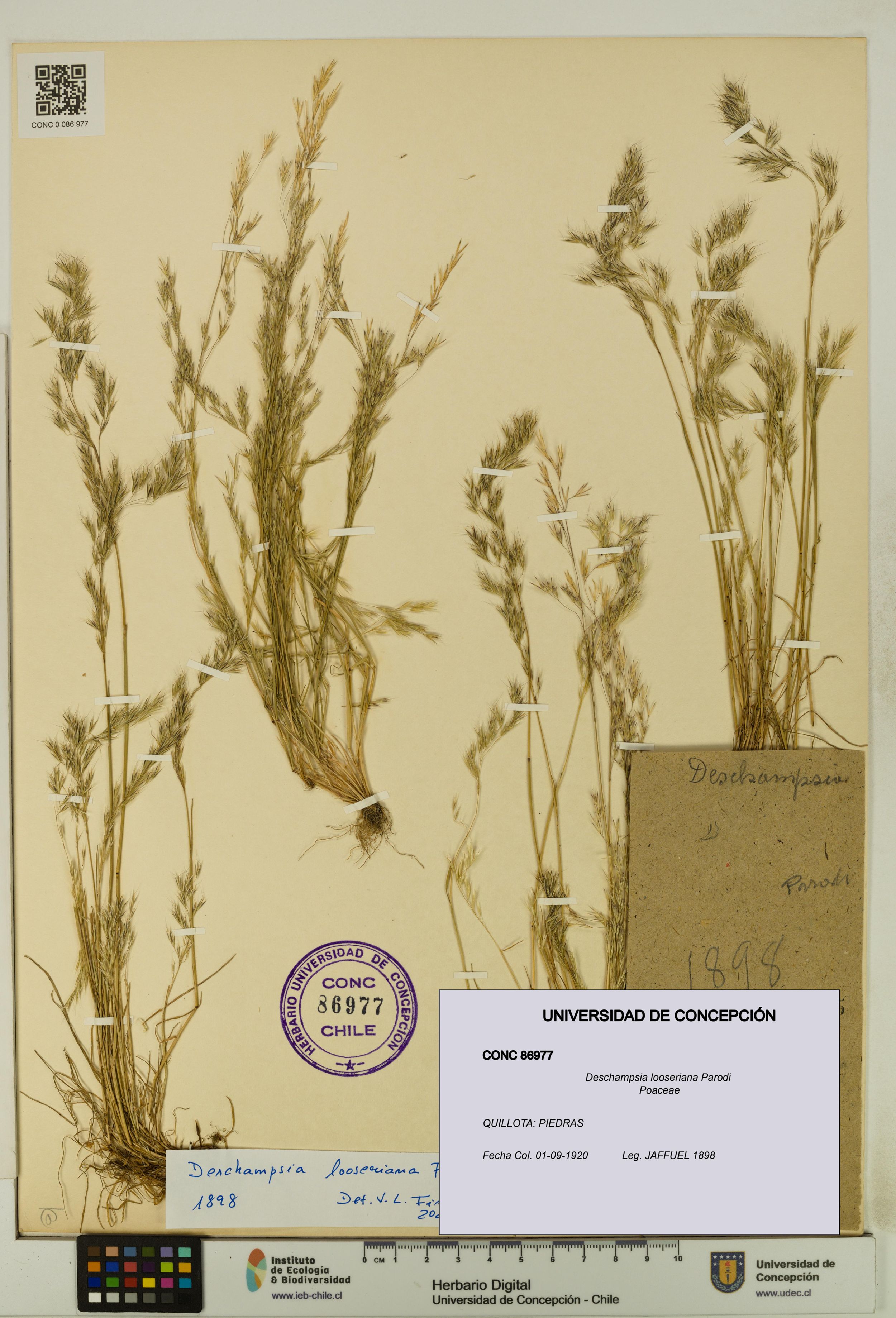 Deschampsia looseriana [Espécimen: ]