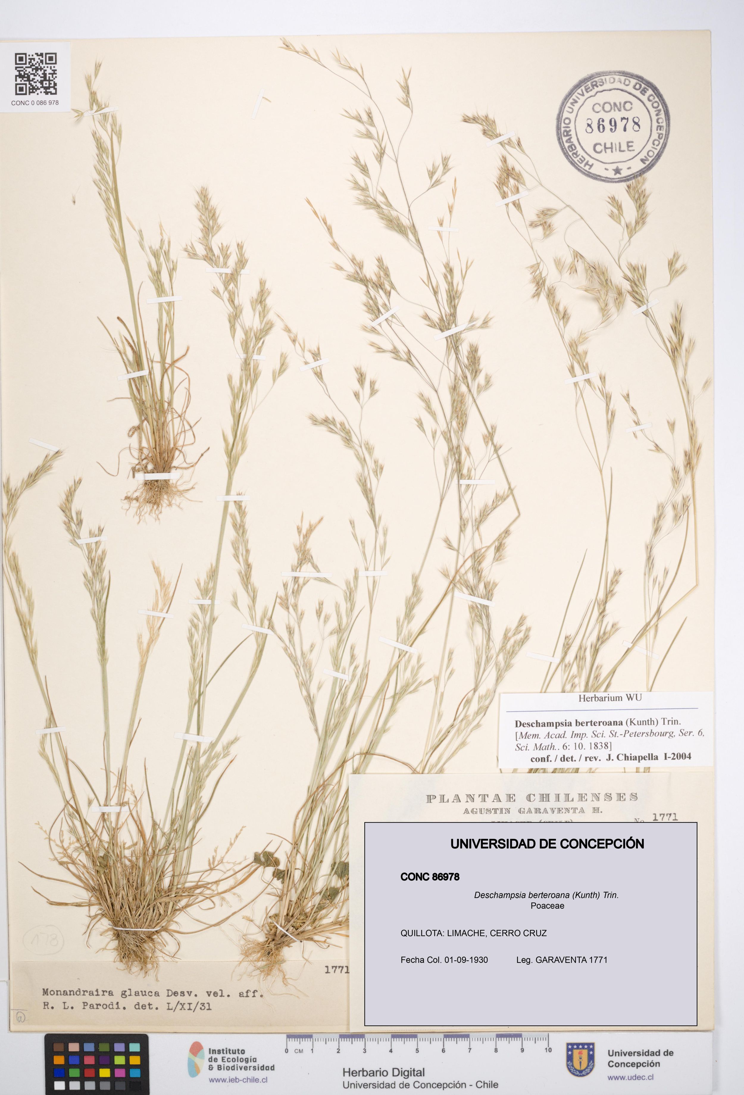 Deschampsia berteroana [Espécimen: ]