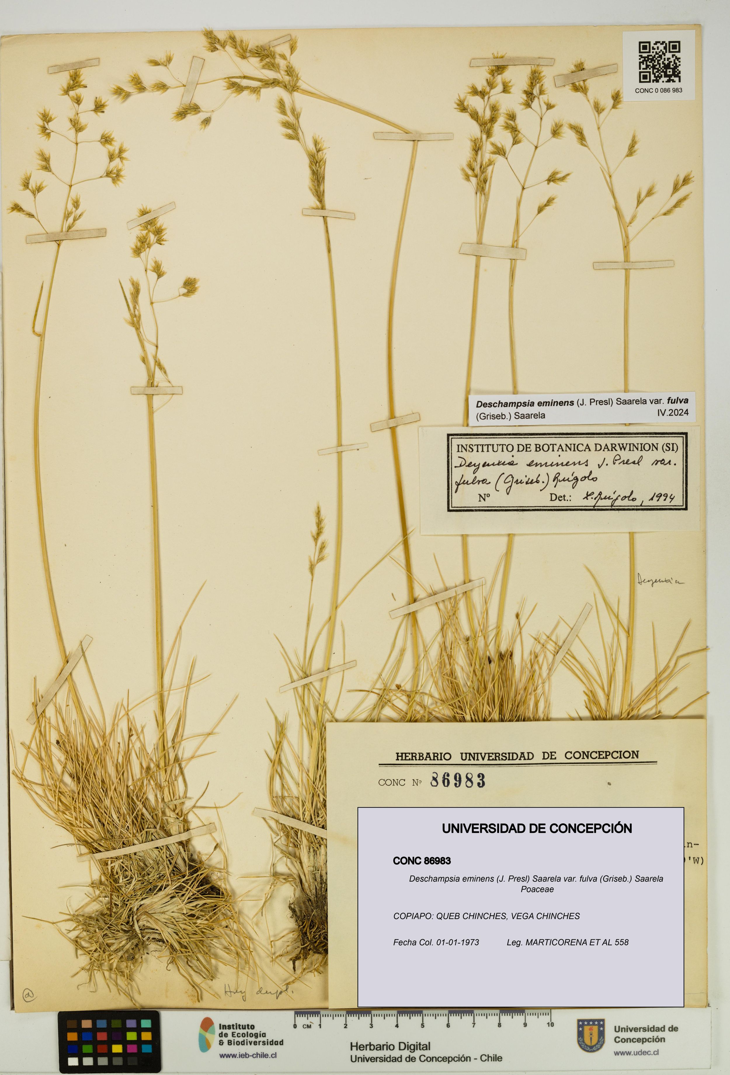 Deschampsia eminens [Espécimen: ]