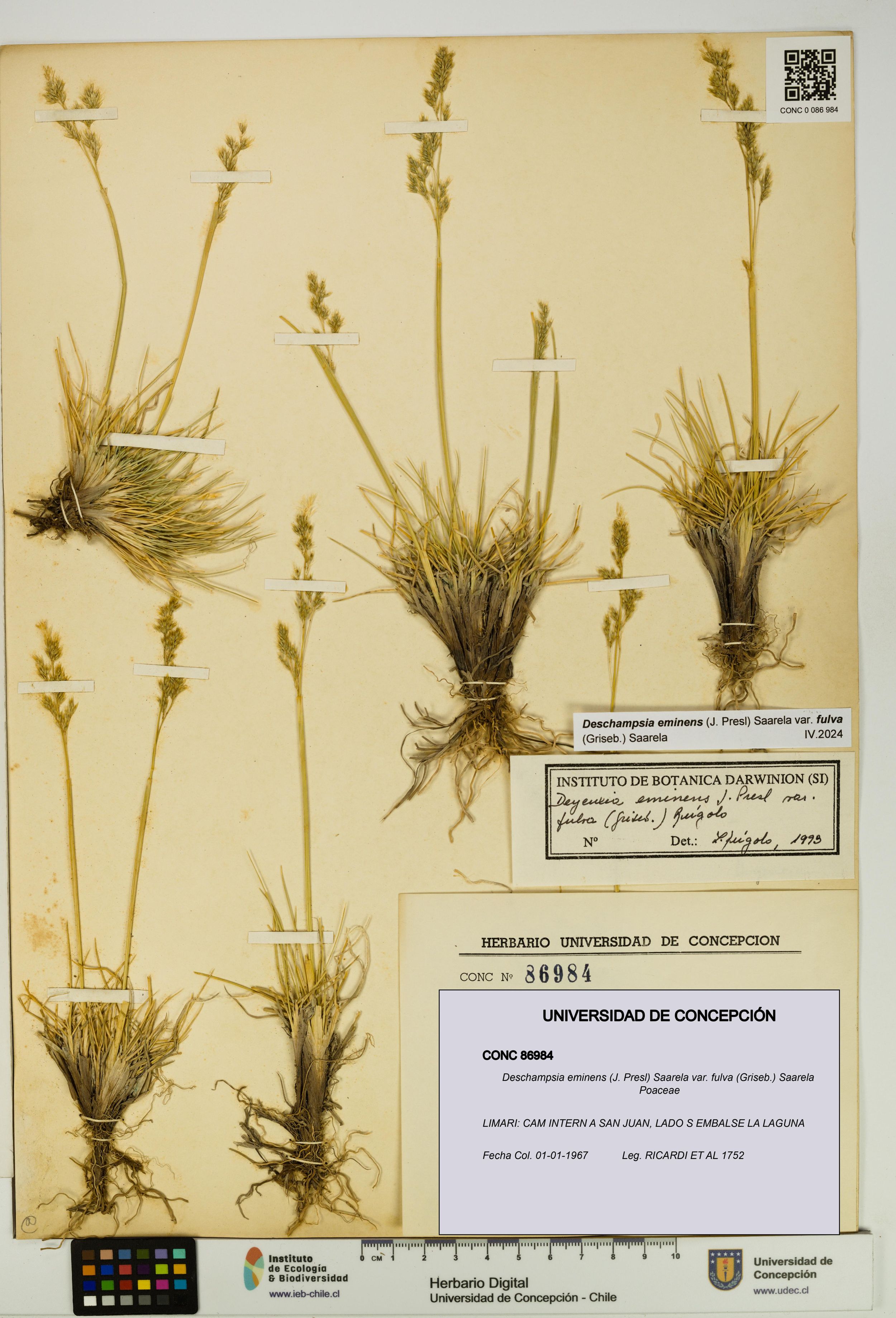 Deschampsia eminens [Espécimen: ]