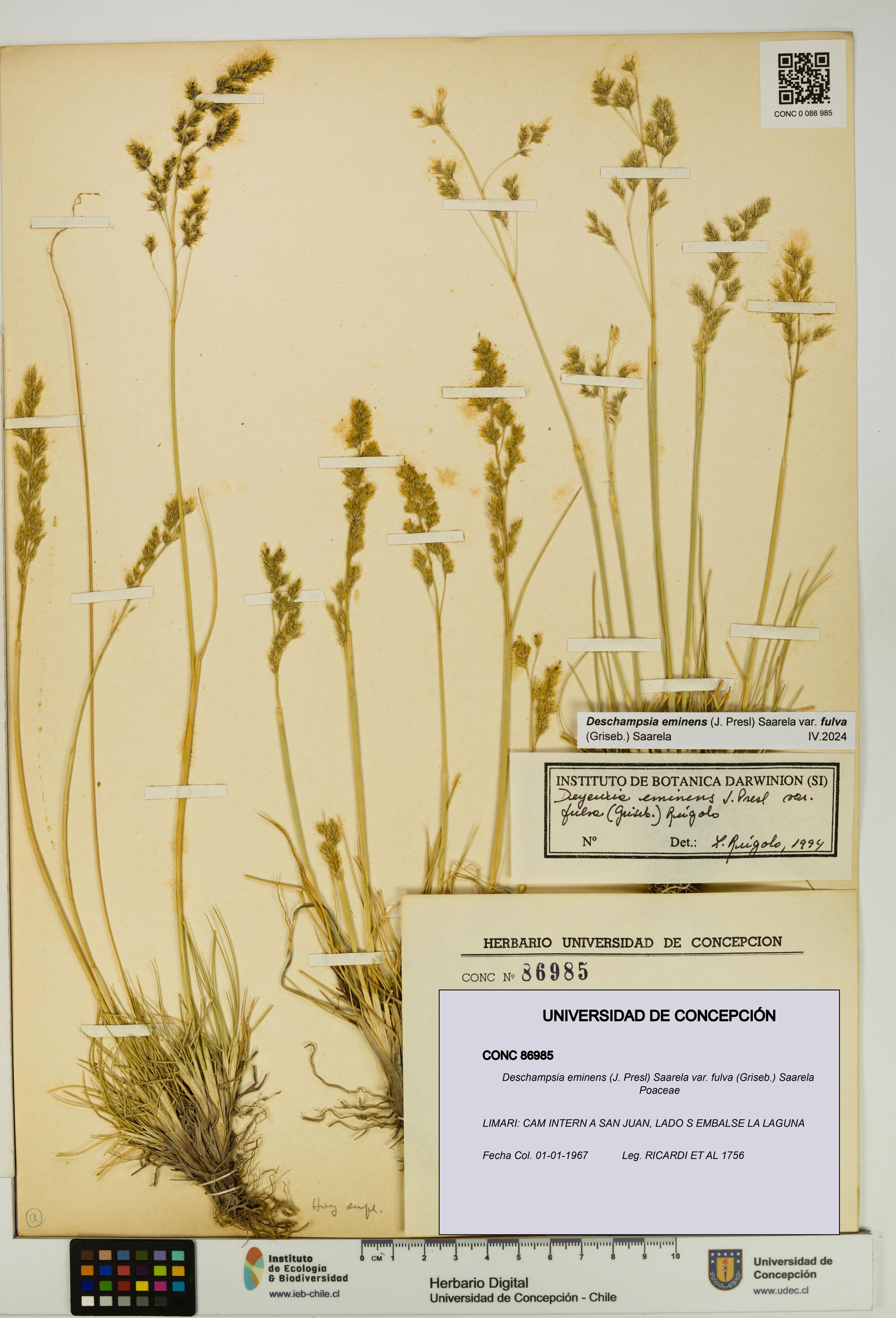 Deschampsia eminens [Espécimen: ]