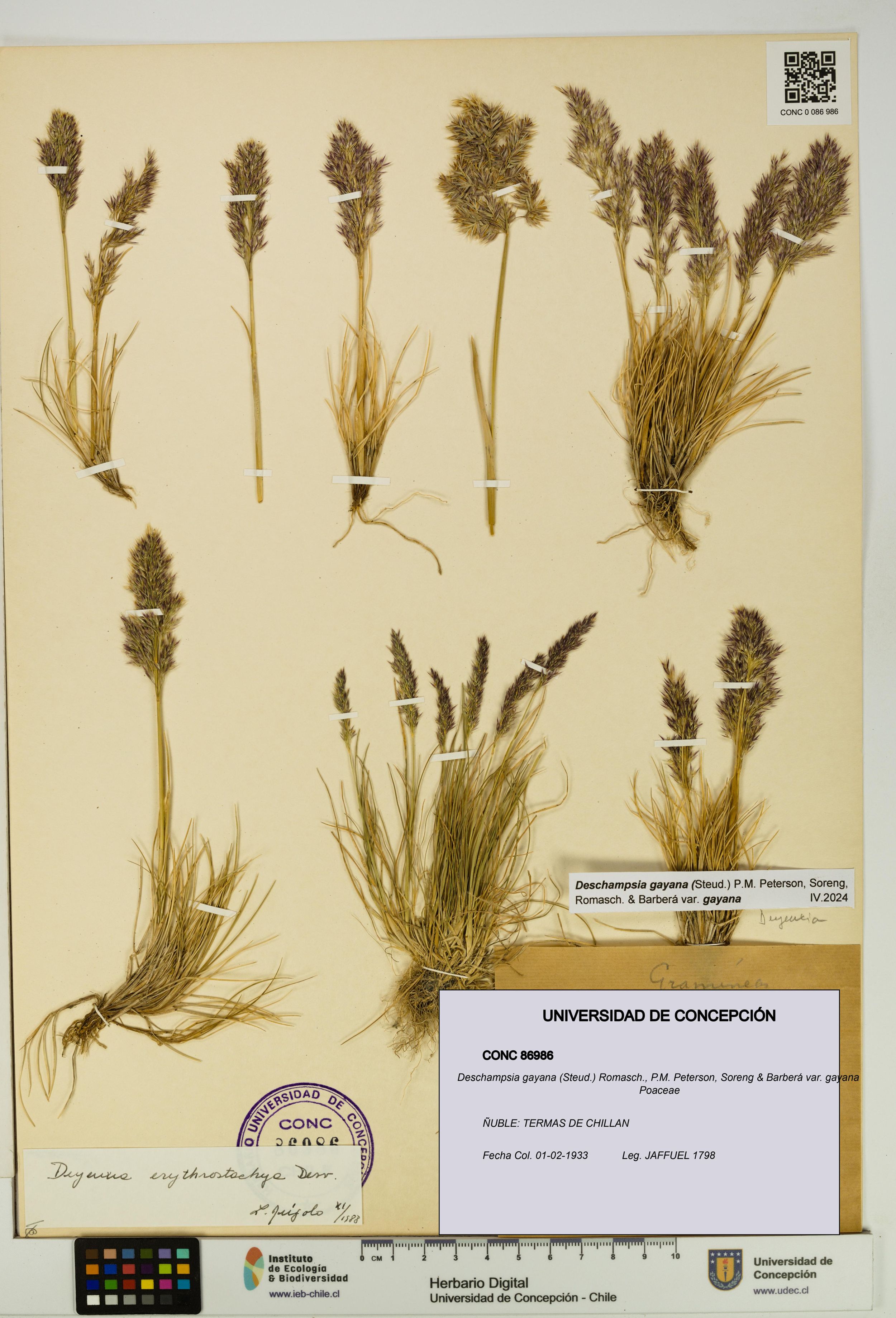 Deschampsia gayana var. gayana [Espécimen: ]