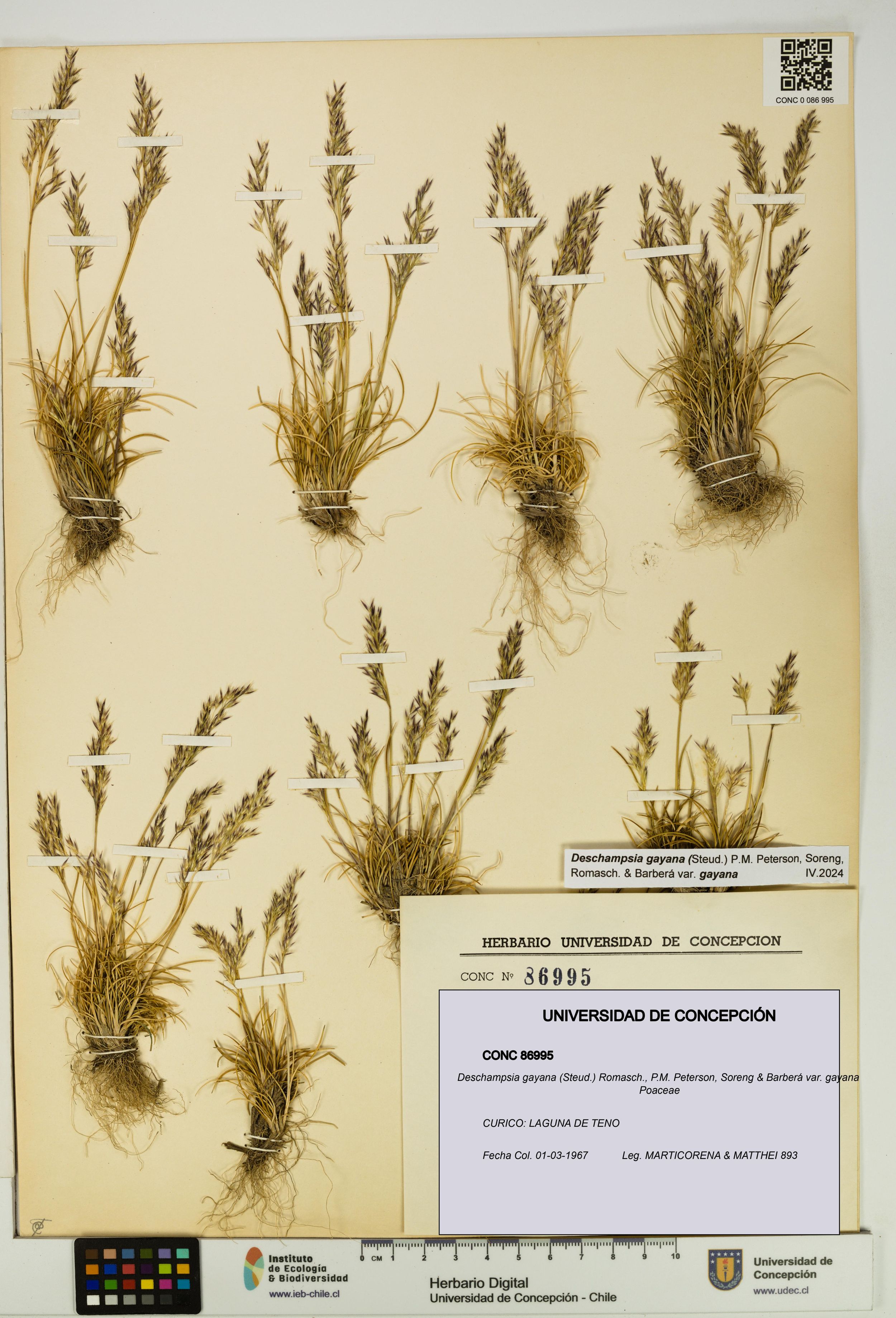 Deschampsia gayana var. gayana [Espécimen: ]