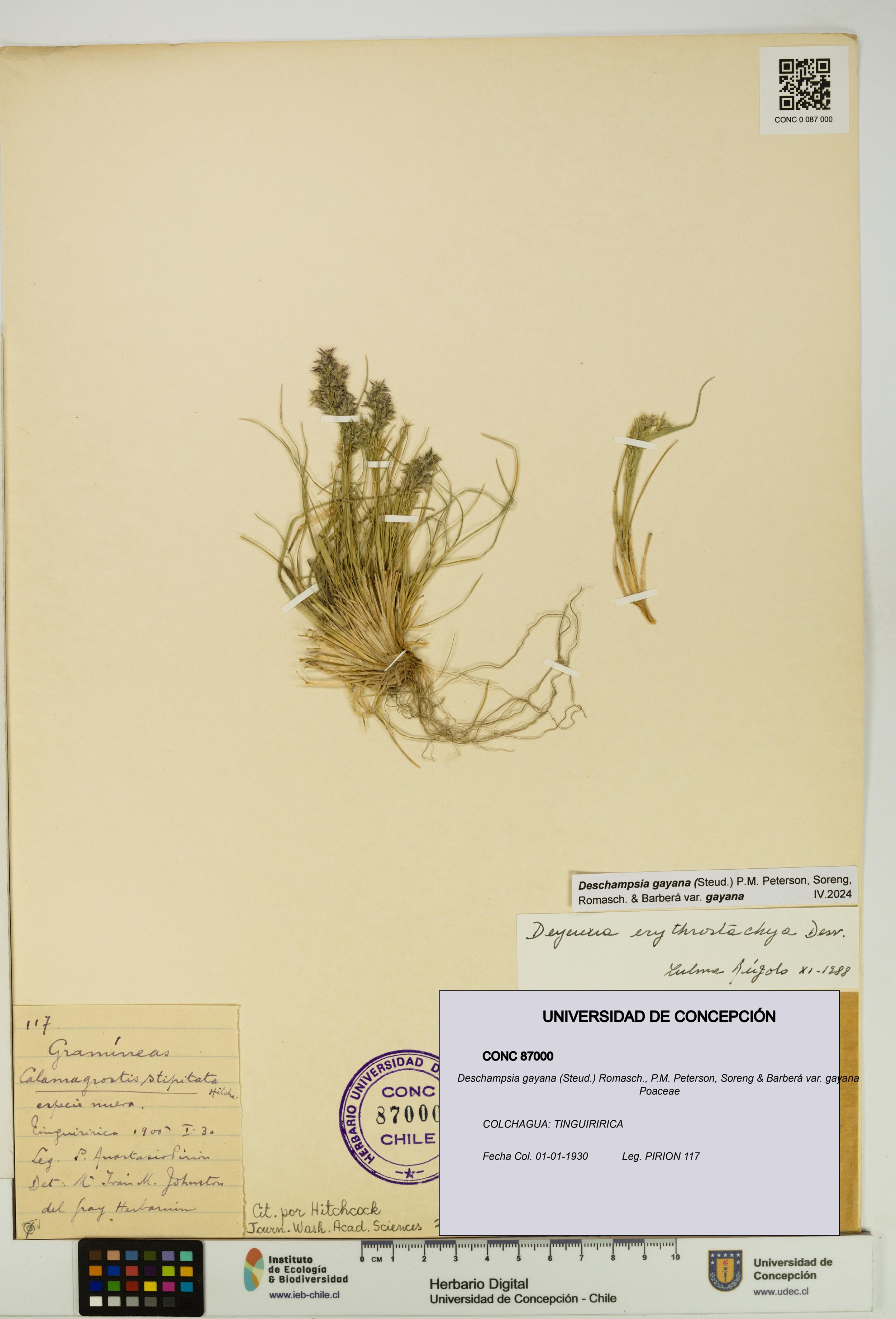 Deschampsia gayana var. gayana [Espécimen: ]