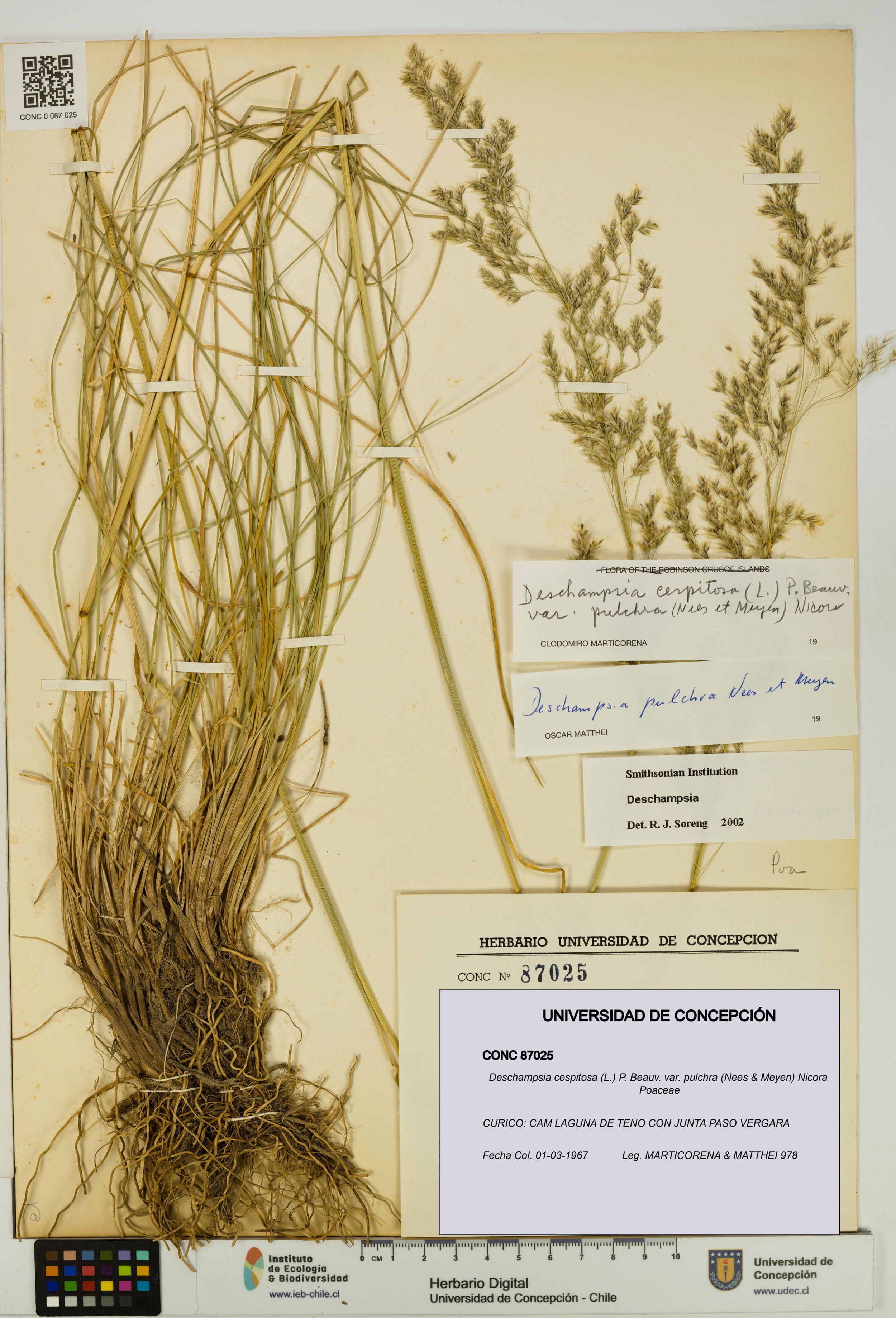 Deschampsia cespitosa var. pulchra [Espécimen: ]