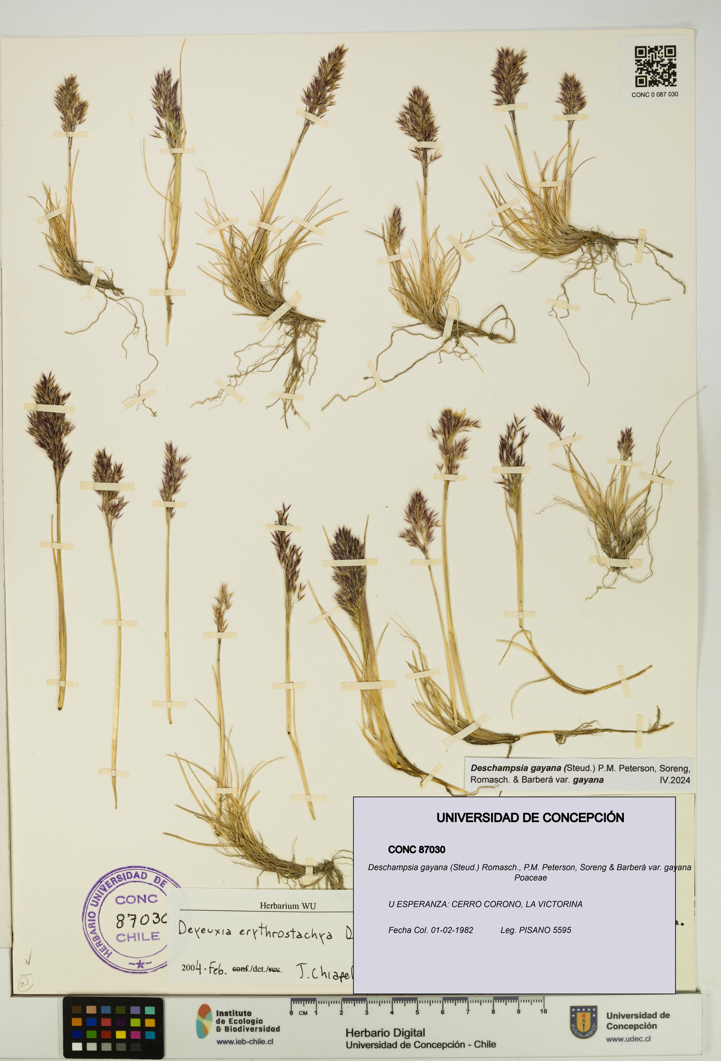 Deschampsia gayana var. gayana [Espécimen: ]