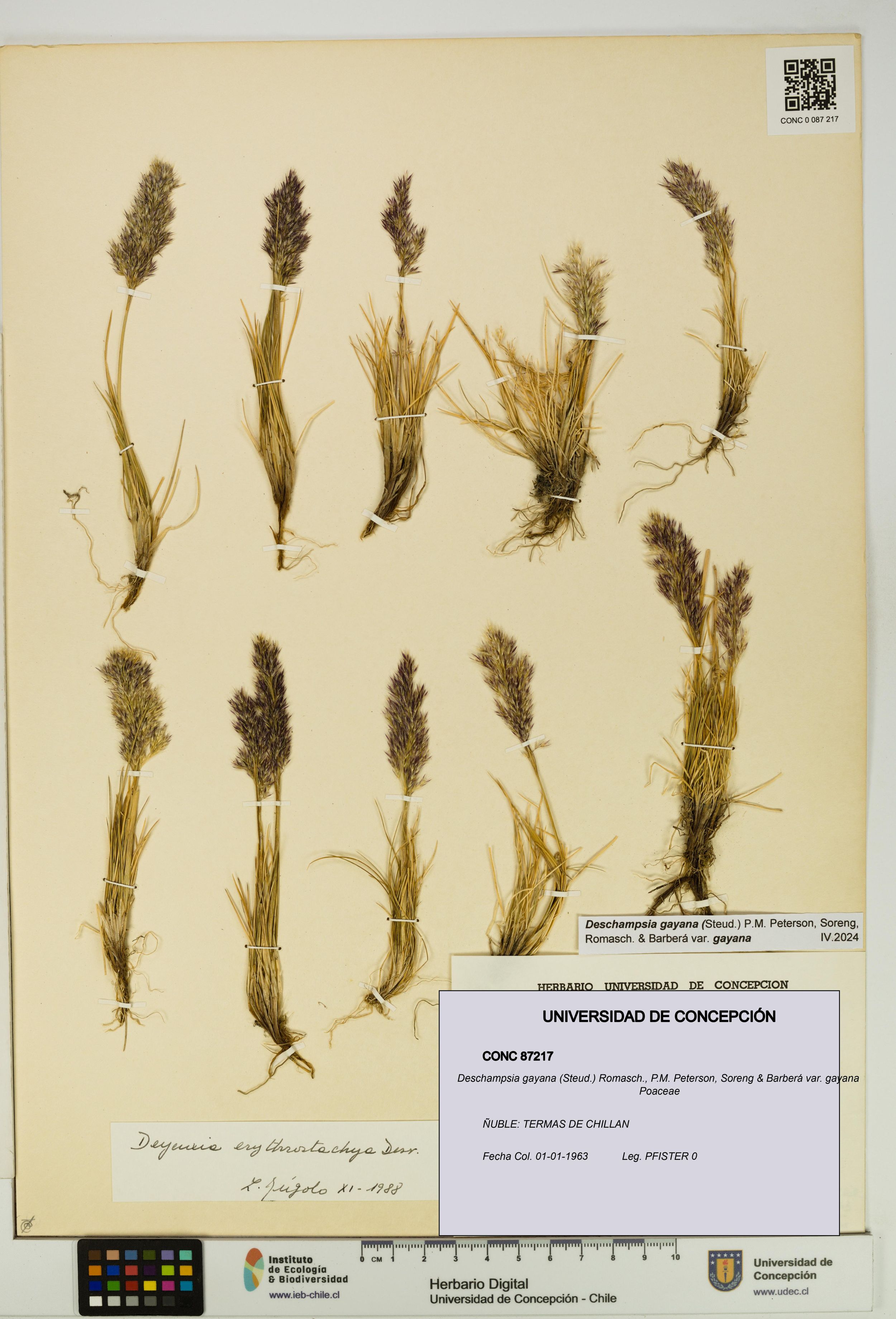 Deschampsia gayana var. gayana [Espécimen: ]