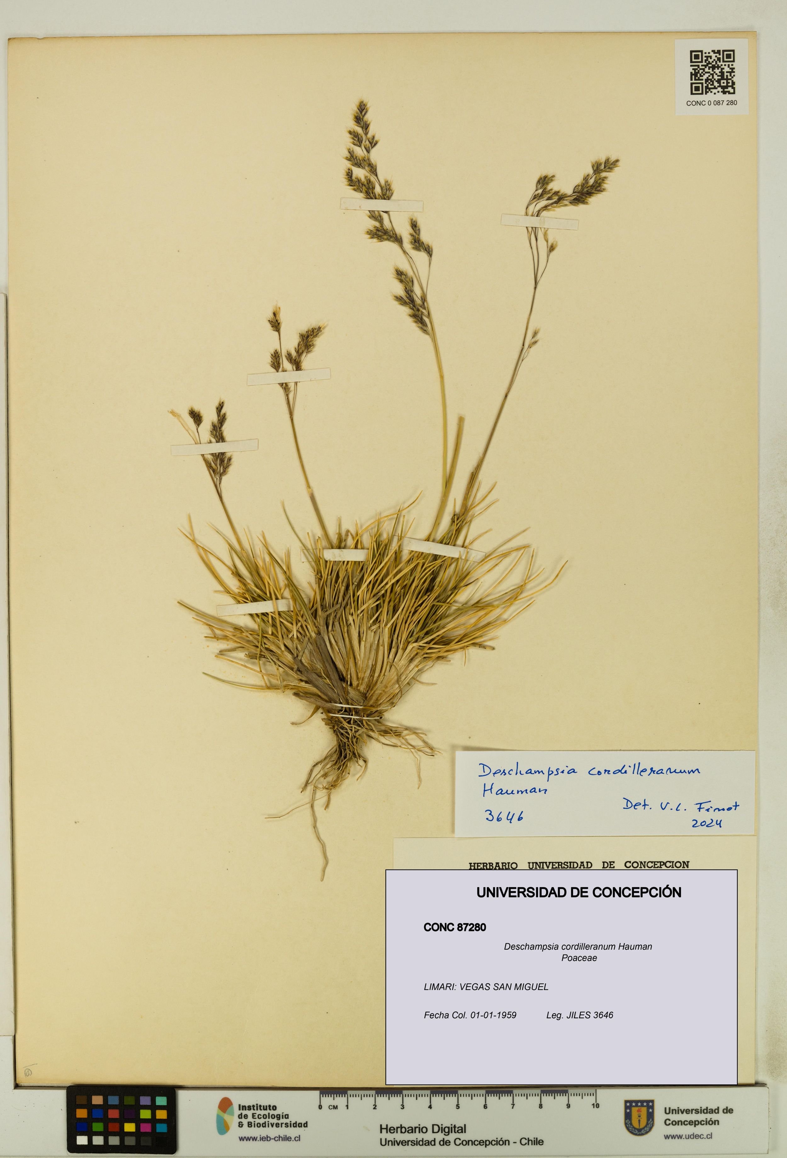 Deschampsia cordilleranum [Espécimen: ]
