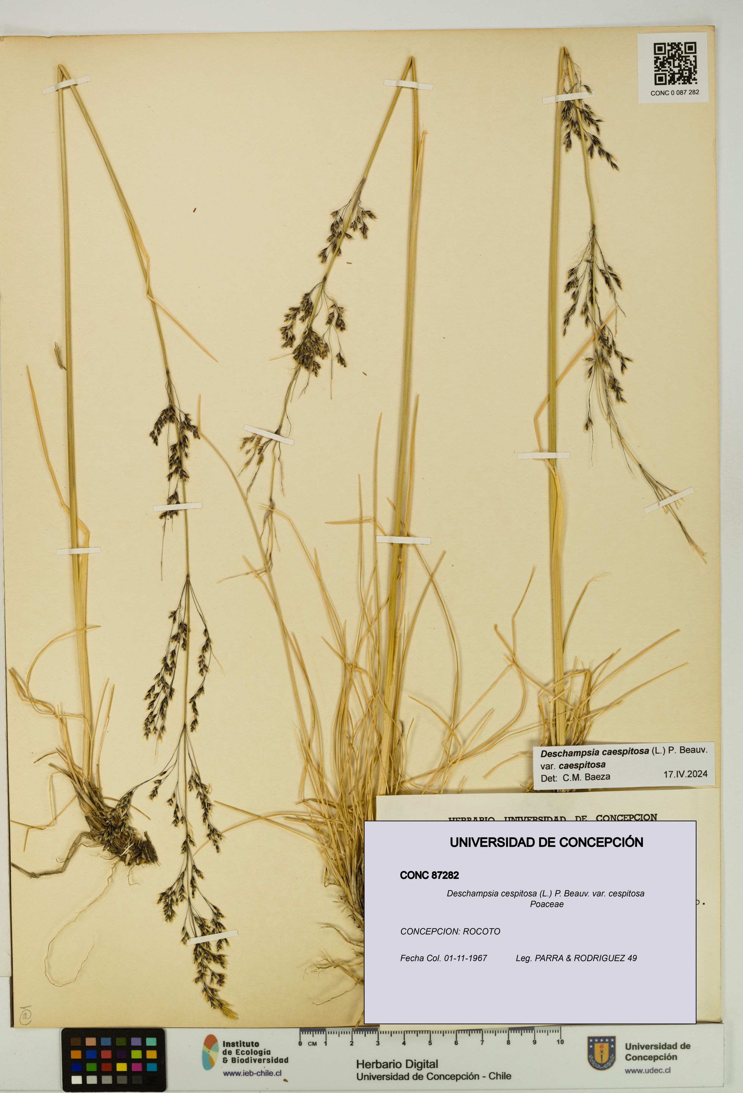 Deschampsia cespitosa var. cespitosa [Espécimen: ]