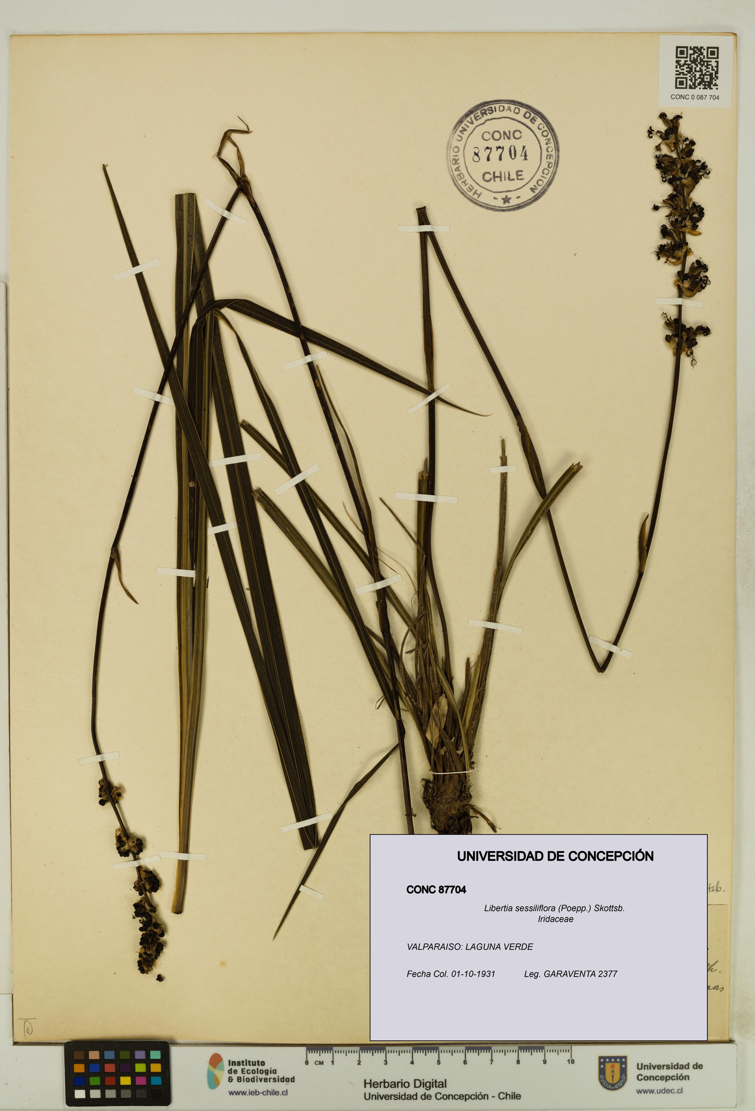 Libertia sessiliflora [Espécimen: ]