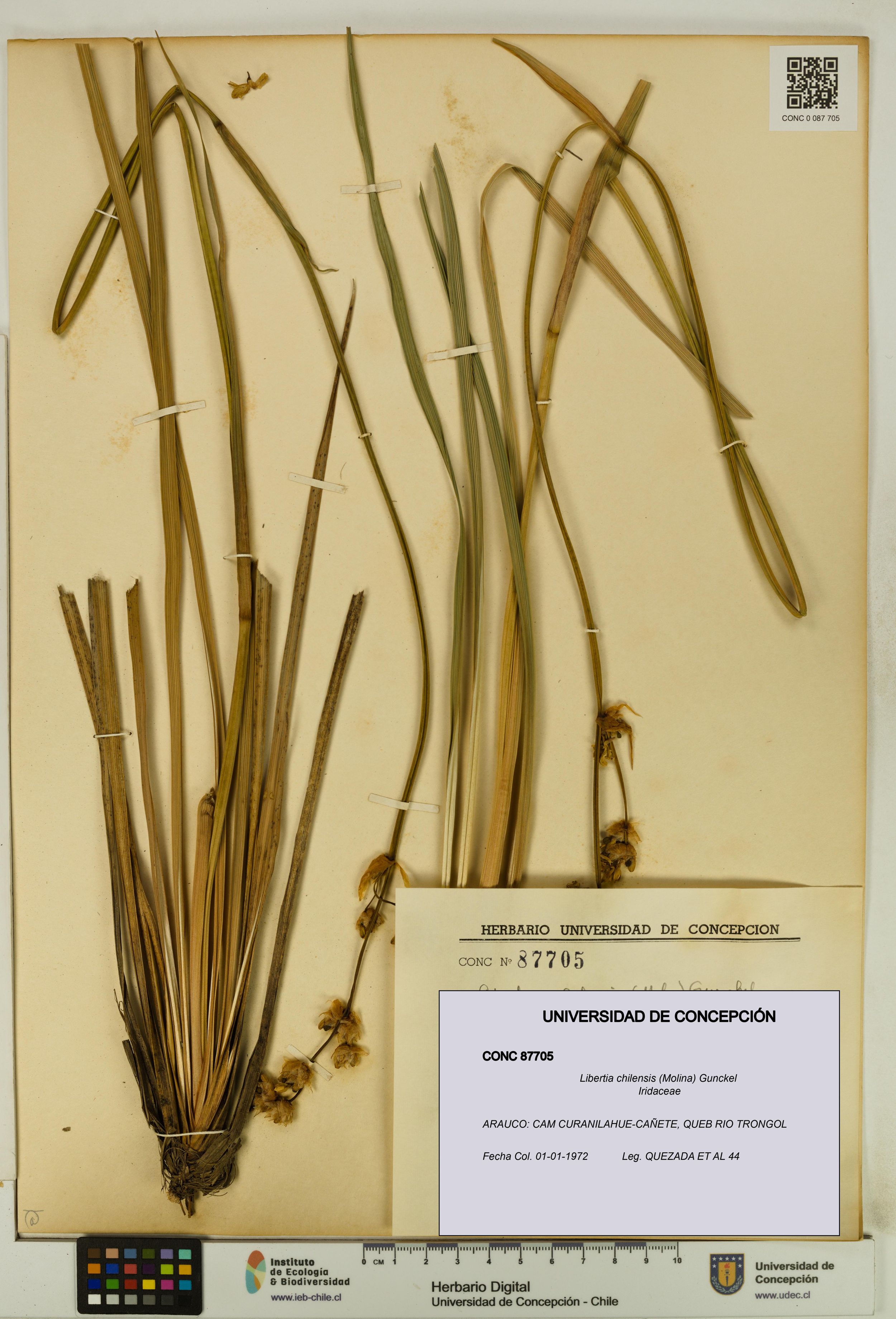 Libertia chilensis [Espécimen: ]