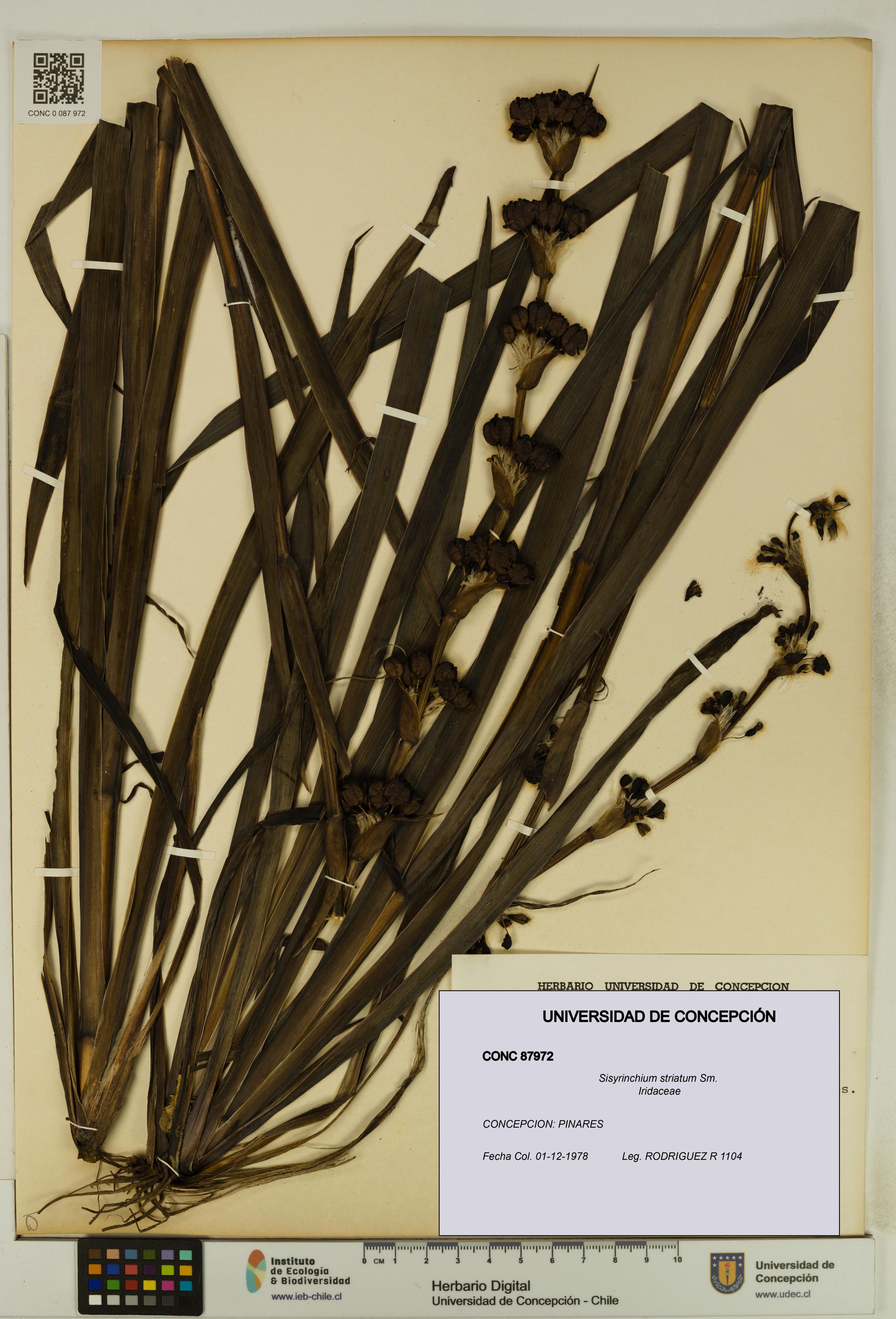 Sisyrinchium striatum [Espécimen: ]