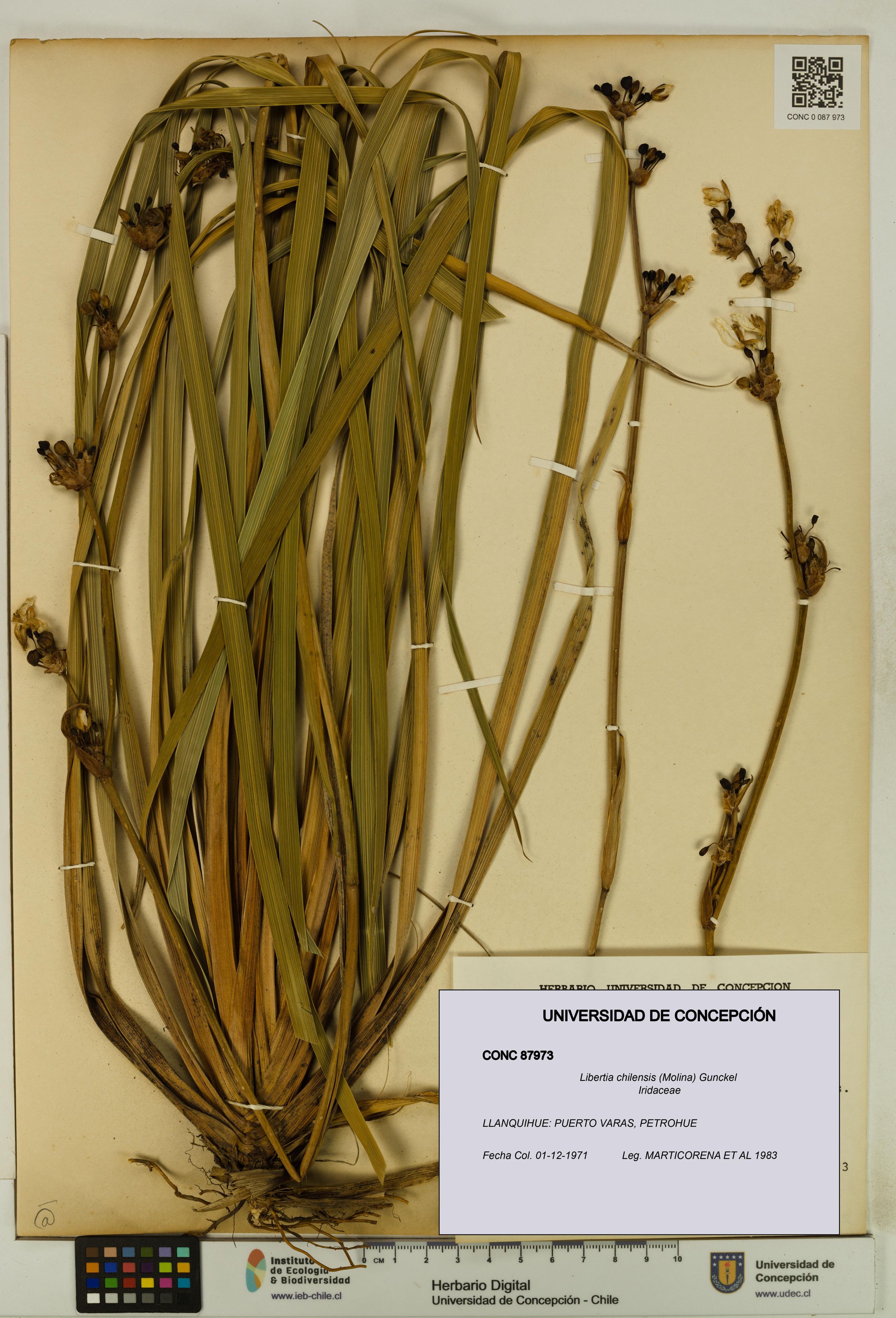 Libertia chilensis [Espécimen: ]